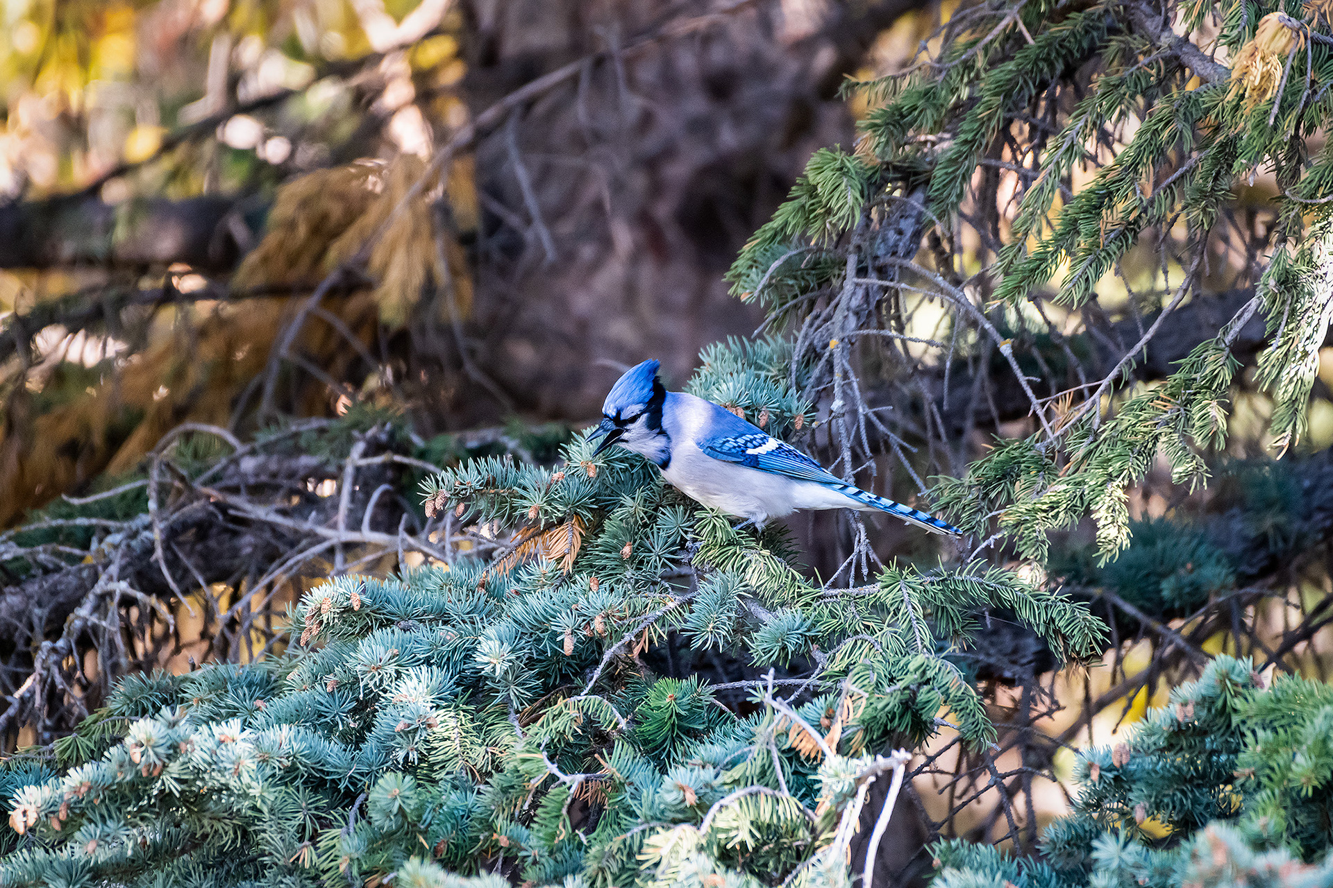Blue Jay, Dale Hodges Park, Calgary, AB - September 28th