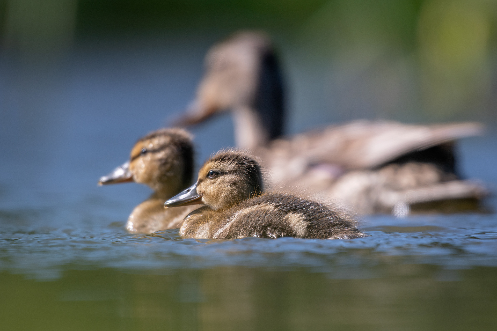 Ducklings, Marshall Springs ponds, Fish Creek Provincial Park, Calgary, AB