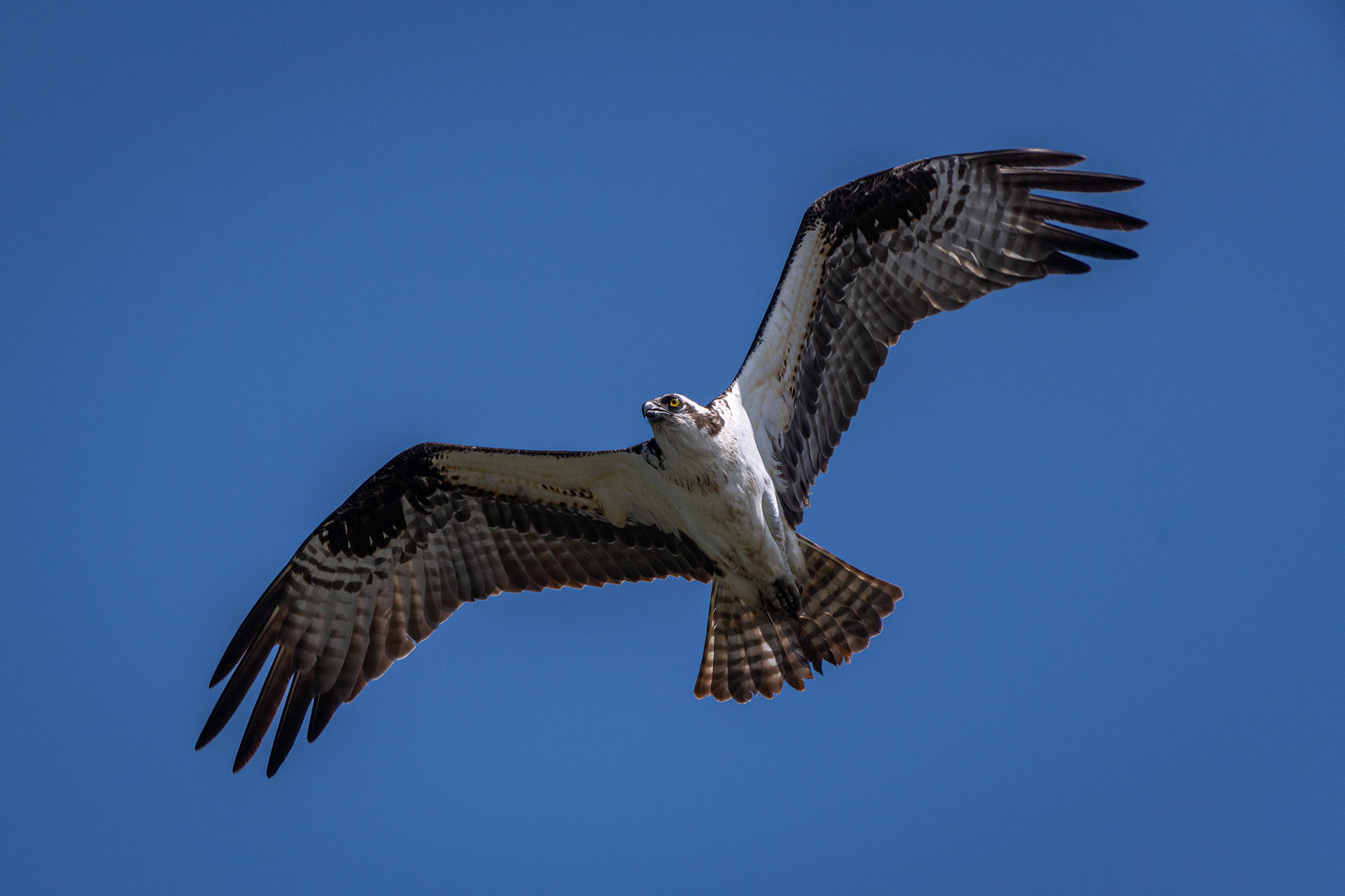 Osprey (in flight), Marshall Springs ponds, Fish Creek Provincial Park, Calgary, AB
