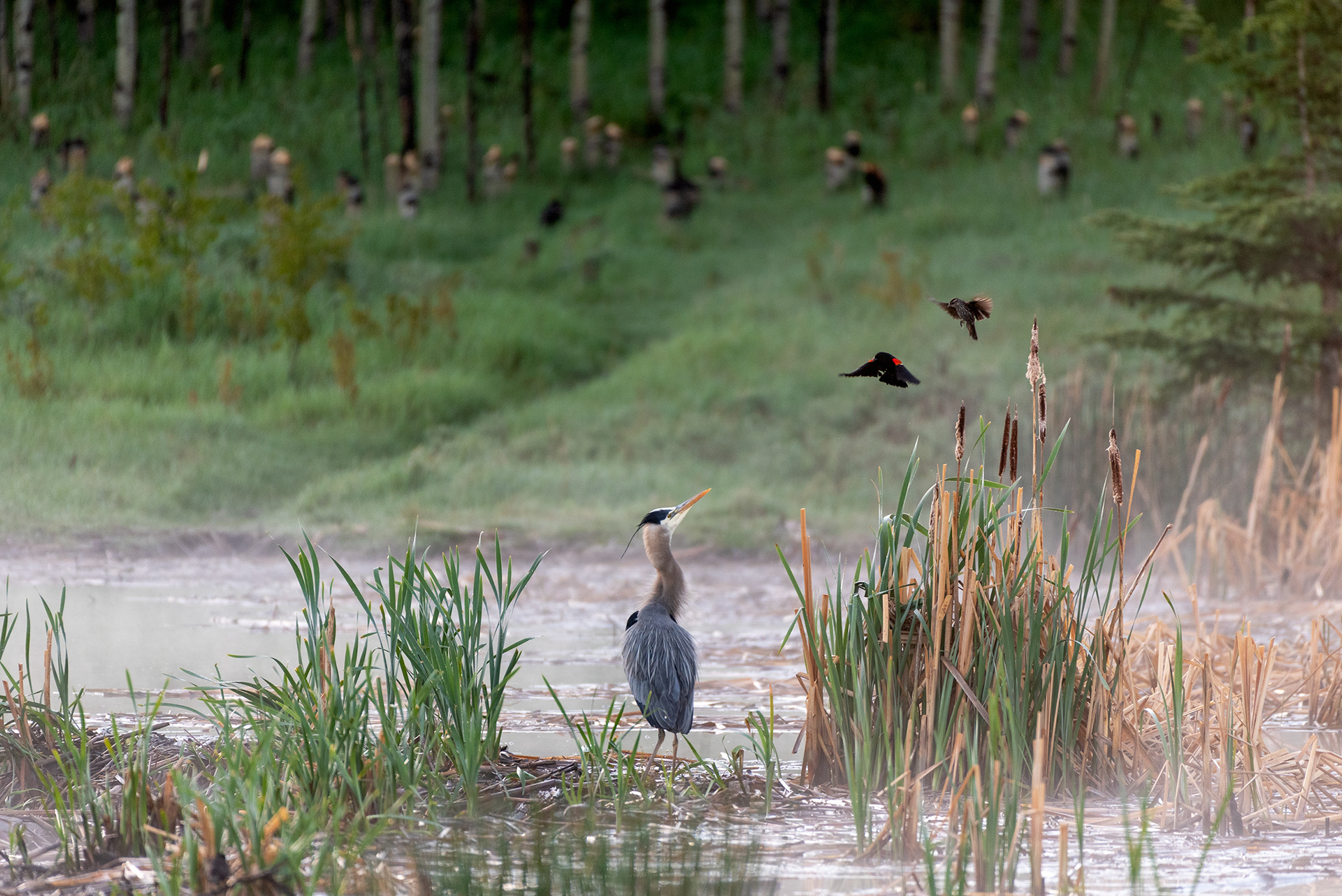 Great Blue Heron, Red-winged Blackbirds, Marshall Springs, Fish Creek Provincial Park, Calgary, Alberta