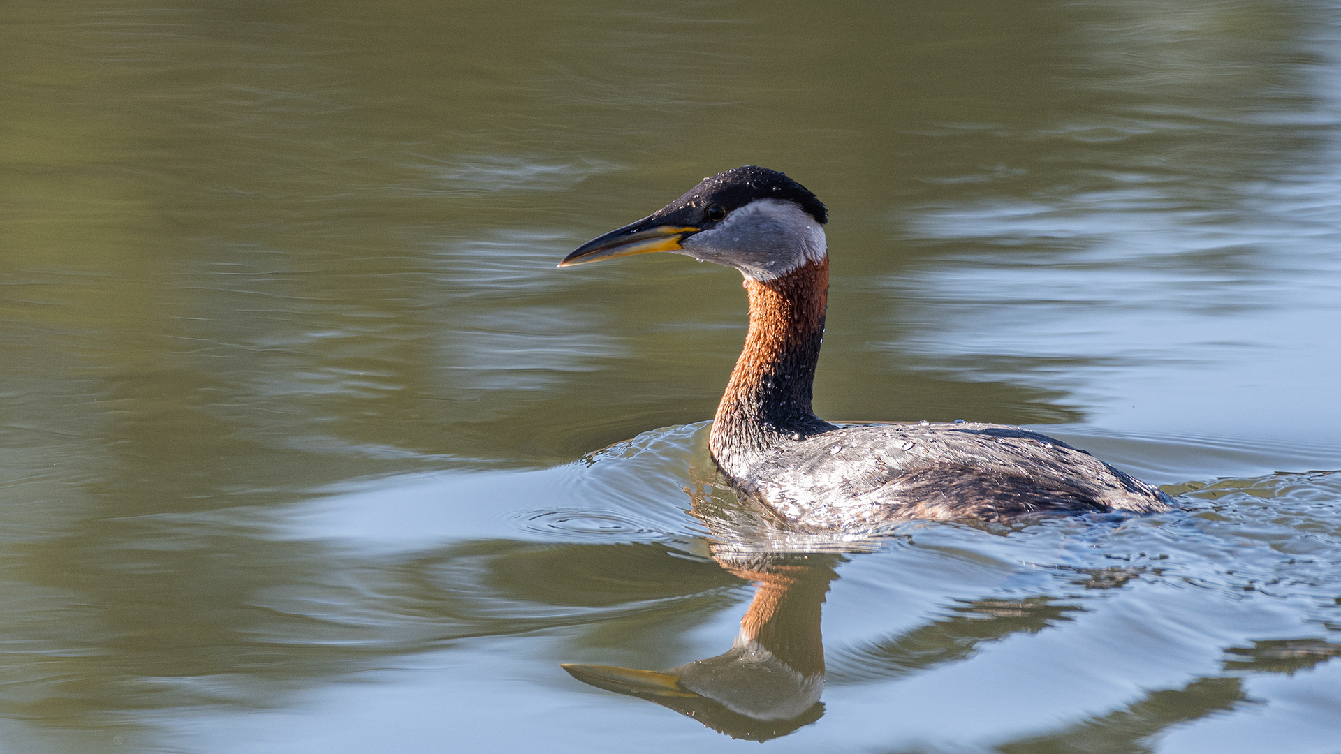Red-necked Grebe at Marshal Springs, Fish Creek Provincial Park, Calgary, Alberta