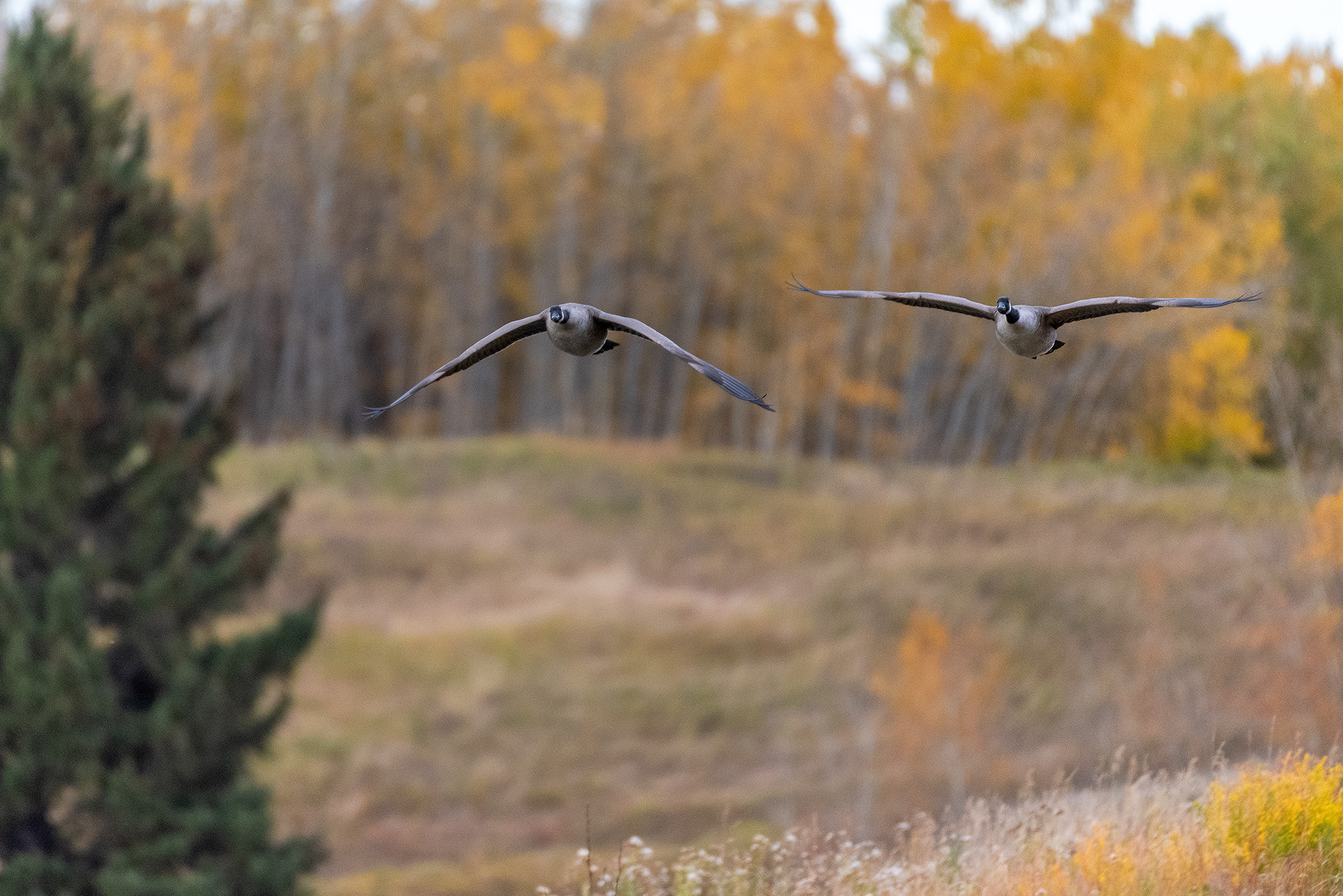 Canada Geese, in flight, at the Marshall Springs ponds in Fish Creek Provincial Park
