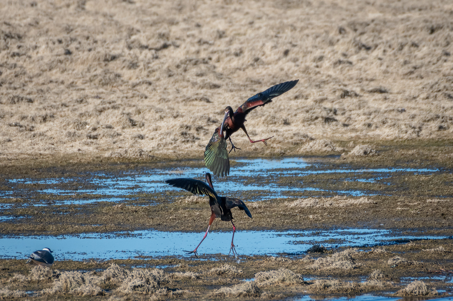 White-faced Ibises, Glenmore Reservoir, North Glenmore Park, Calgary, AB