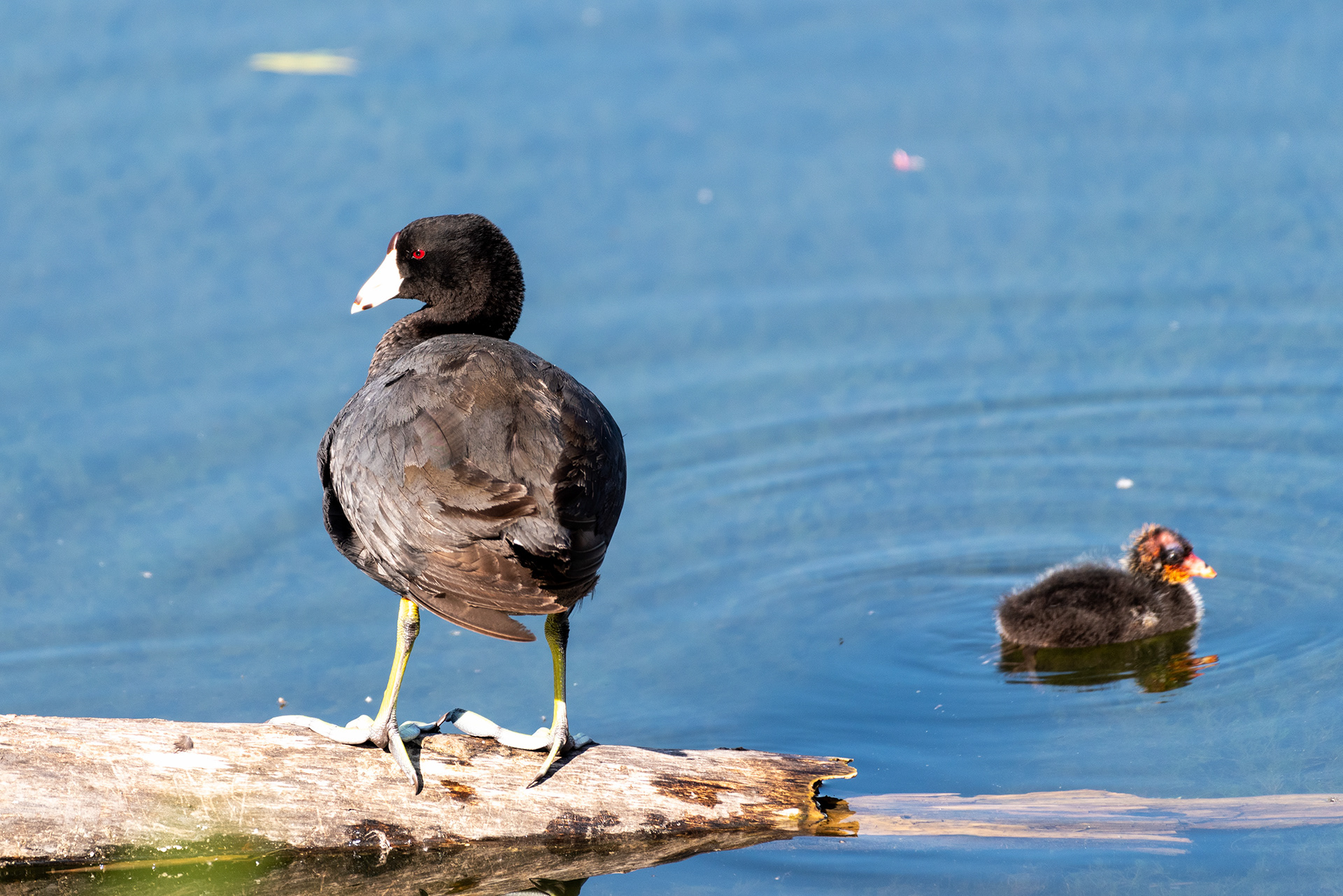 American Coot, chick, Bridlewood Wetlands Park, Calgary, Alberta