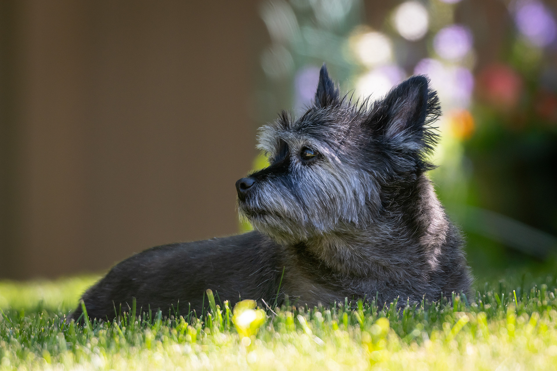 Coco, Bridlewood, Calgary, AB