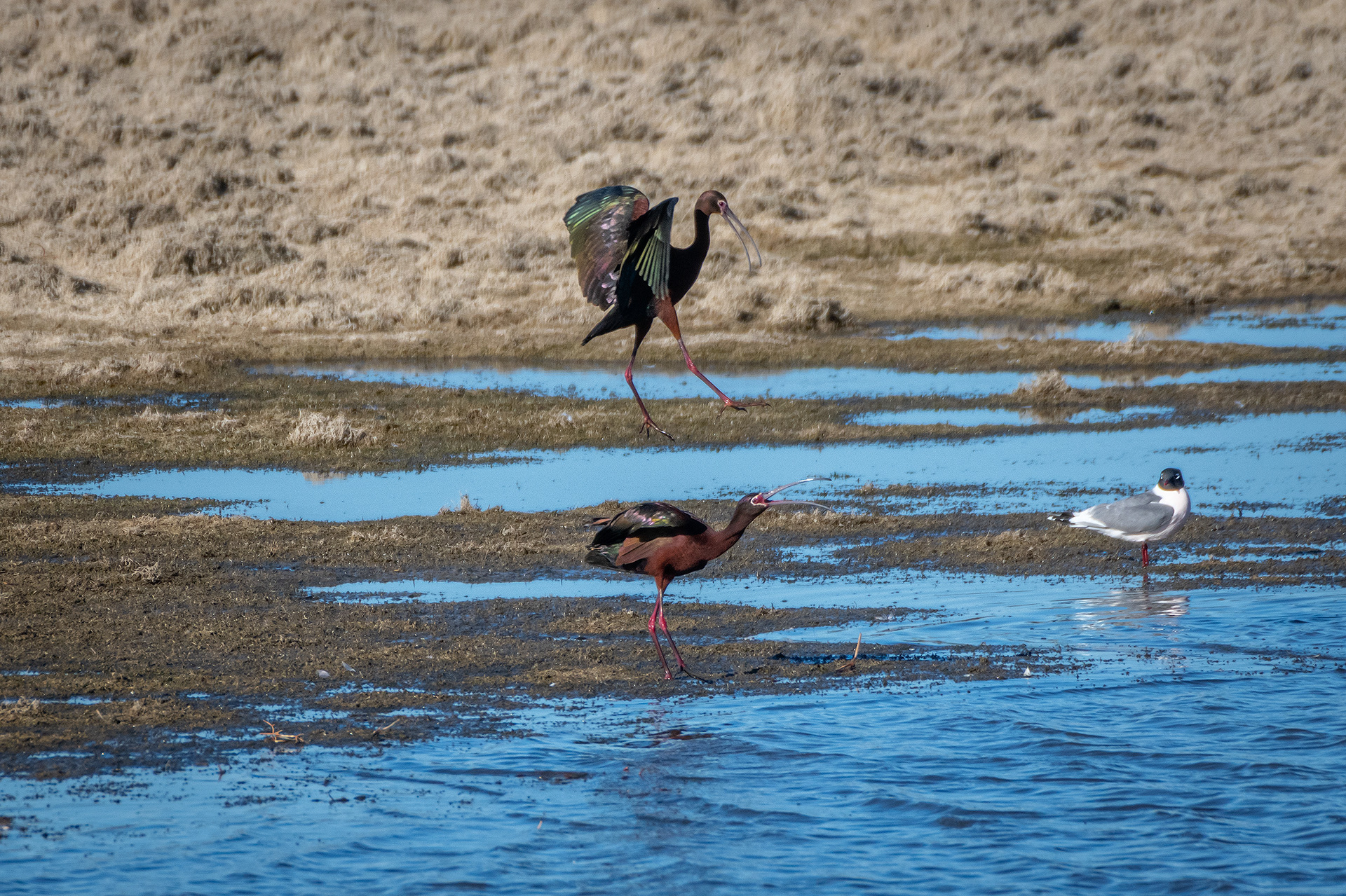 White-faced Ibises, Glenmore Reservoir, North Glenmore Park, Calgary, AB