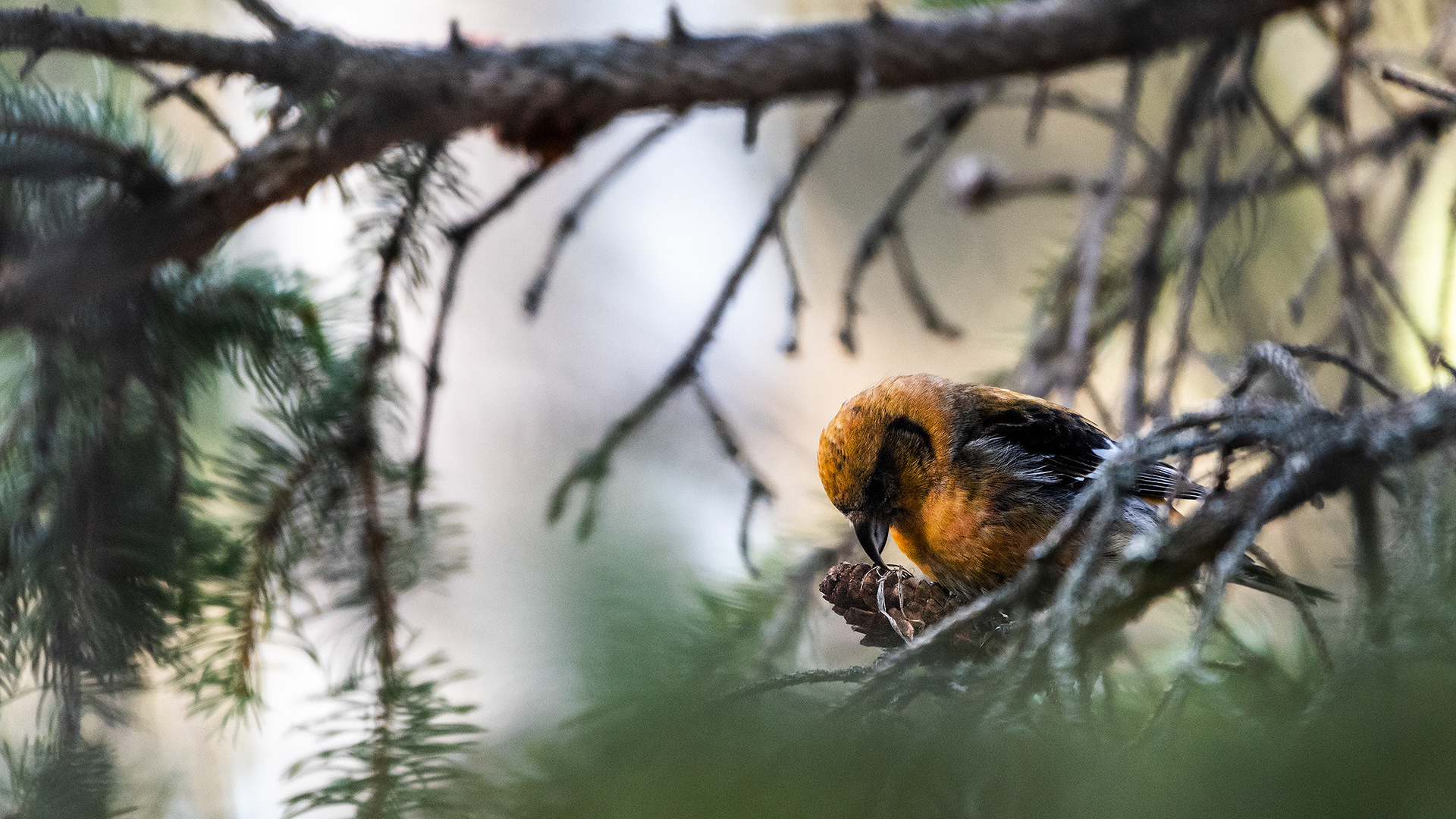 White-winged Crossbill (female) near Marshall Springs in Fish Creek Provincial Park