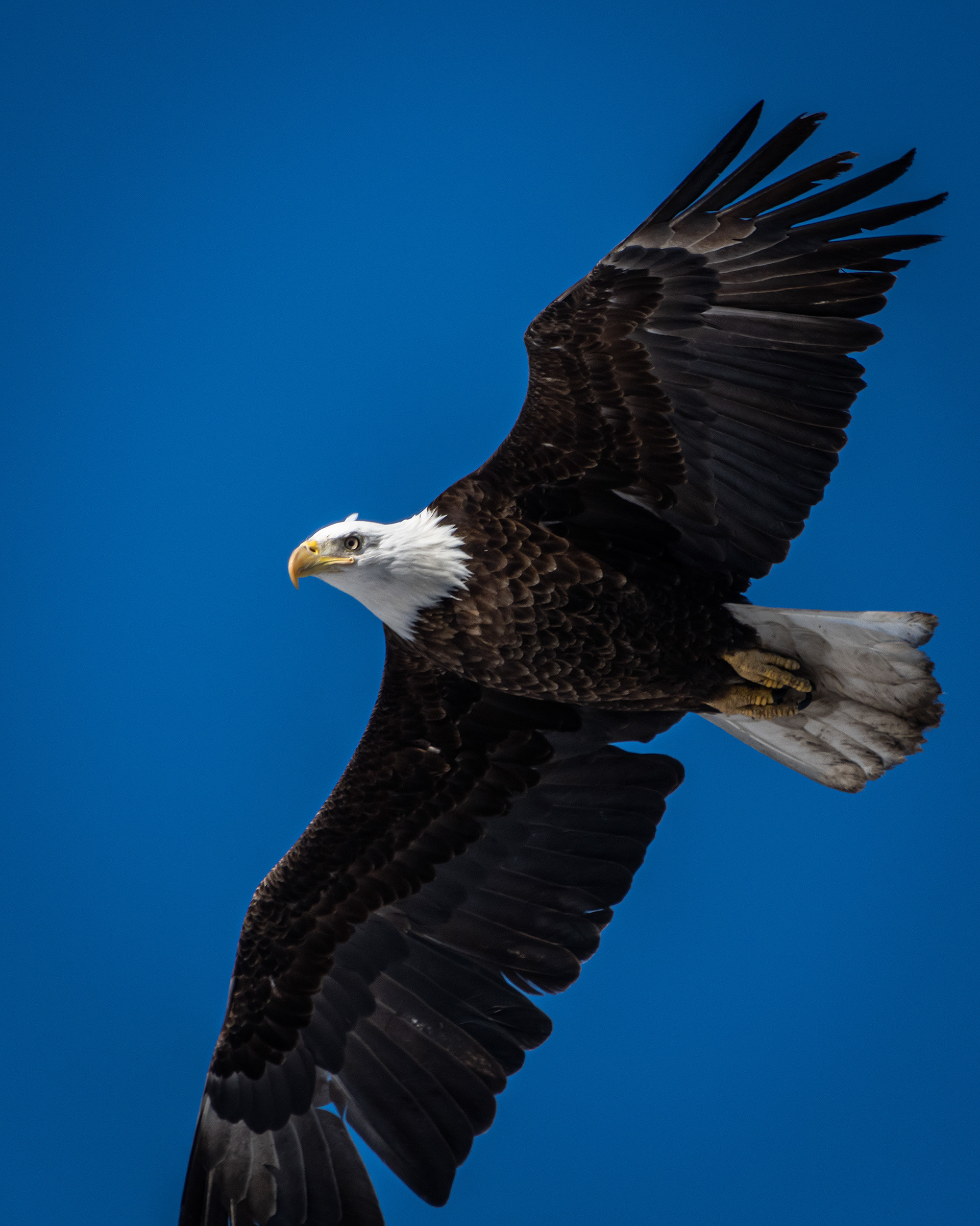 Bald Eagle in flight - Southview Off Leash Dog Park, Calgary, AB