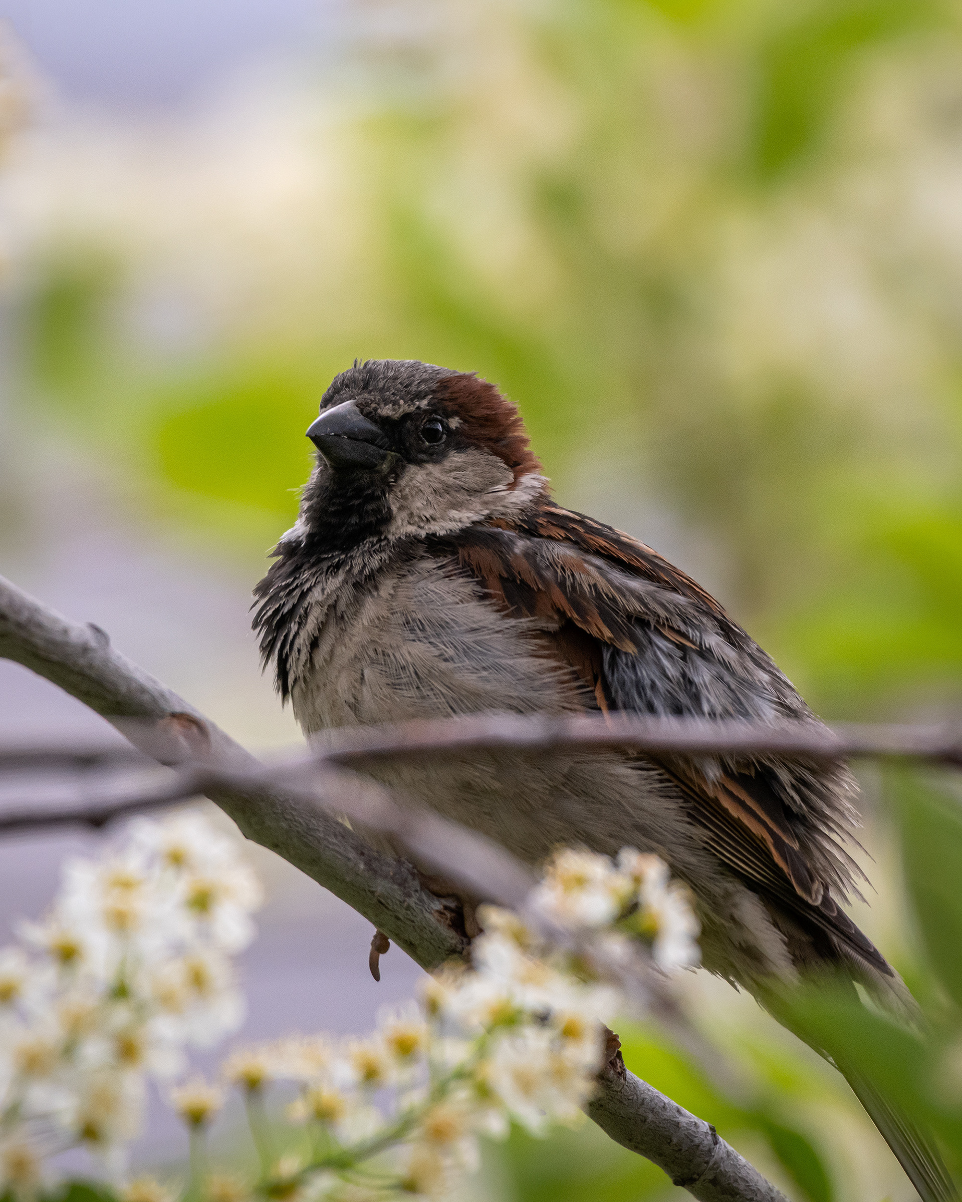 House Sparrow (male), Bridlewood, Calgary, AB
