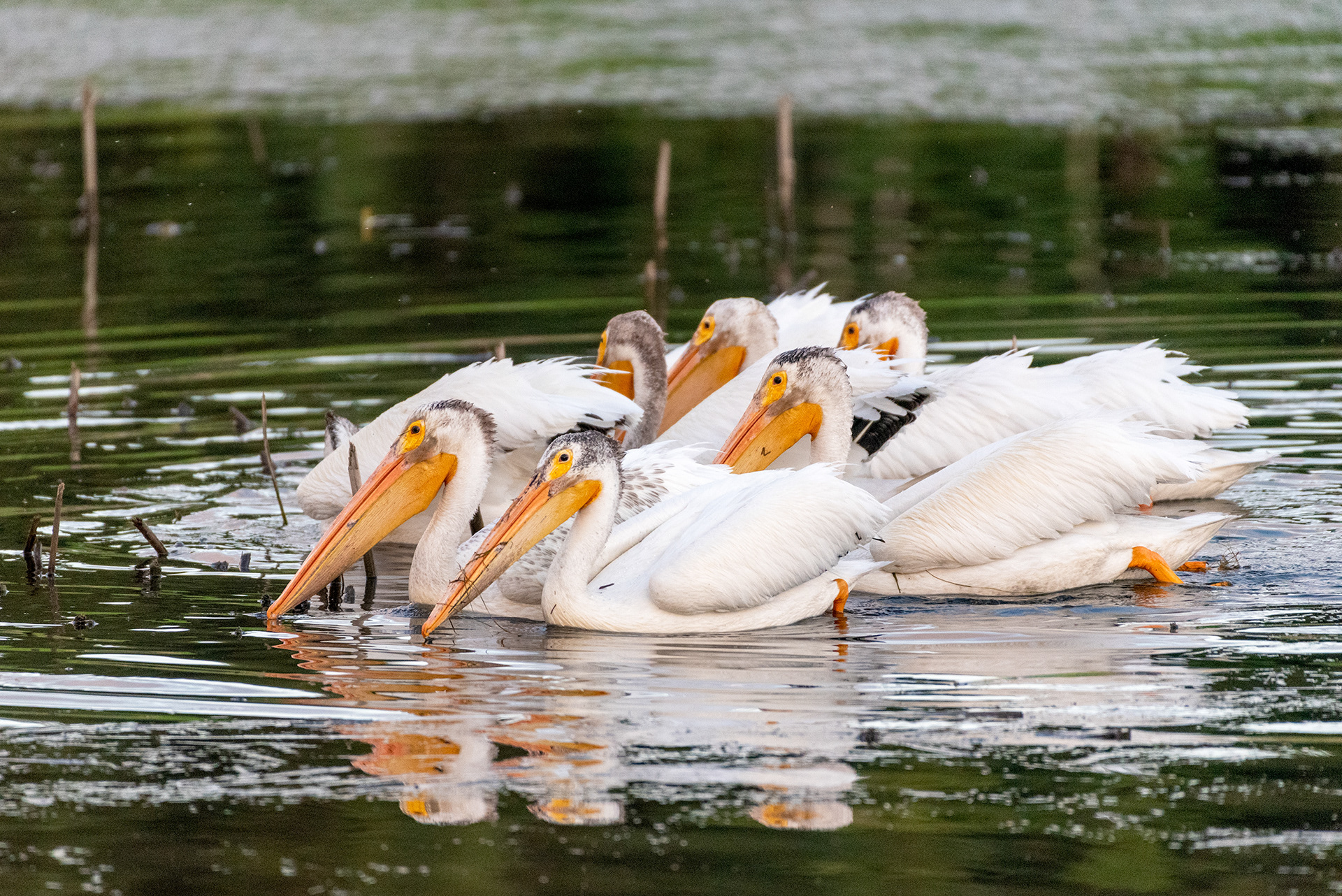 American White Pelicans