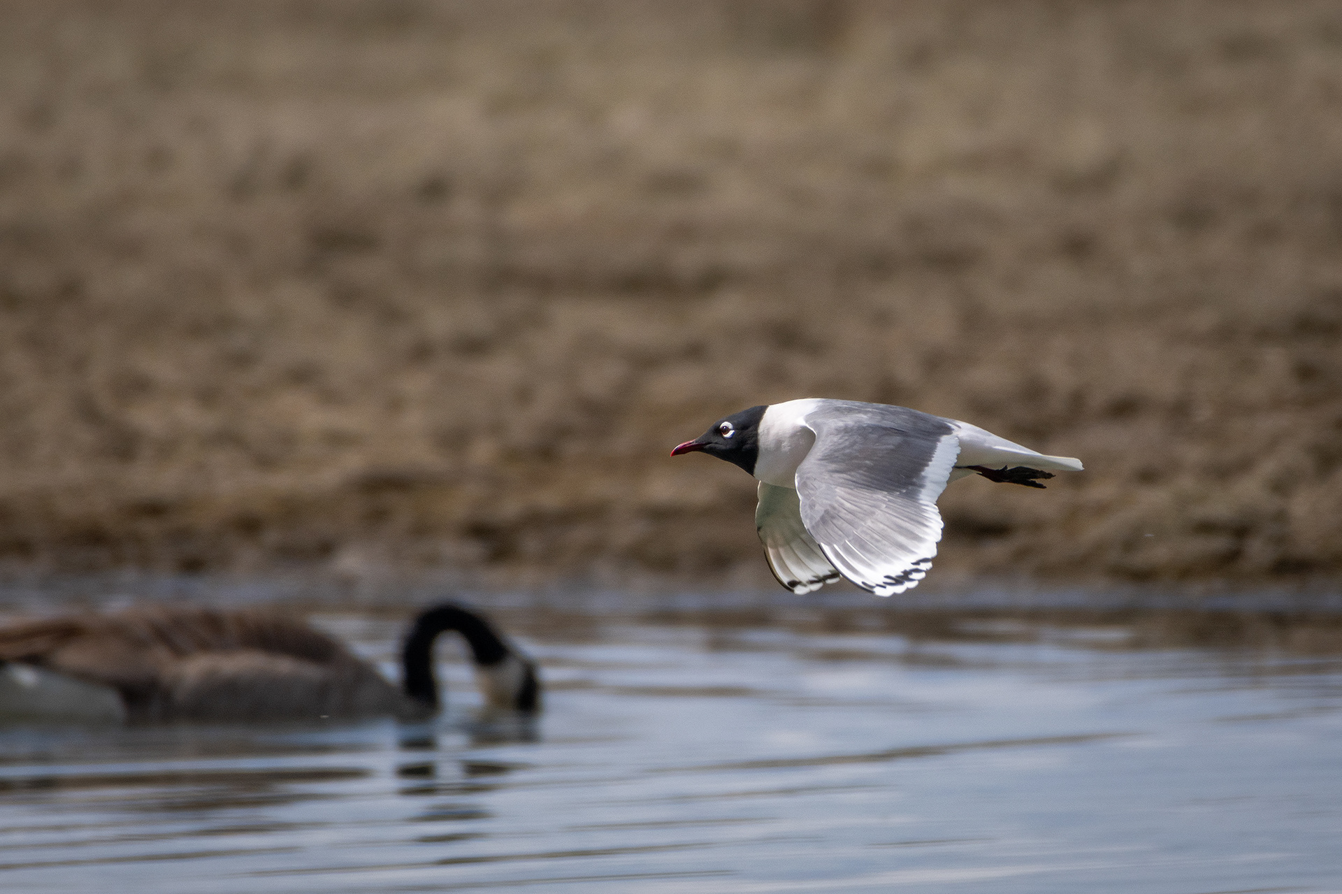 Franklin's Gull (in flight), Glenmore Reservoir, North Glenmore Park, Calgary, AB