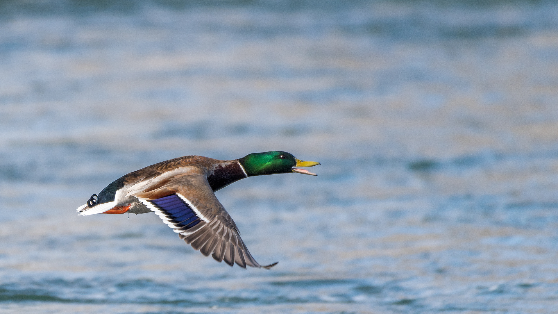 Mallard (male) in flight at the Bow River near Carburn Park, Calgary, AB