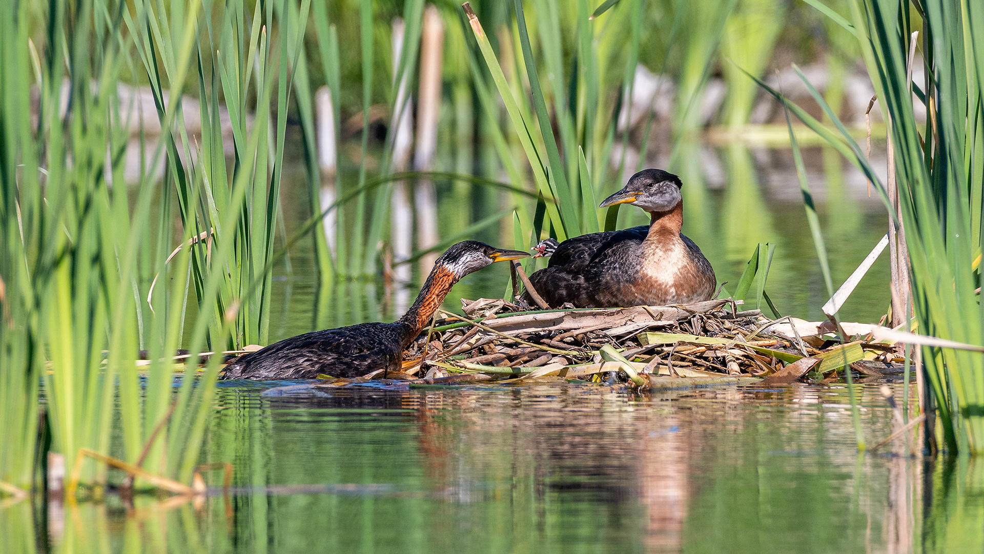 Red-necked Grebe pair at their nest with a chick (male on the nest, female interacting with the chick), Marshall Springs - Fish Creek Prov. Park, Calgary, AB