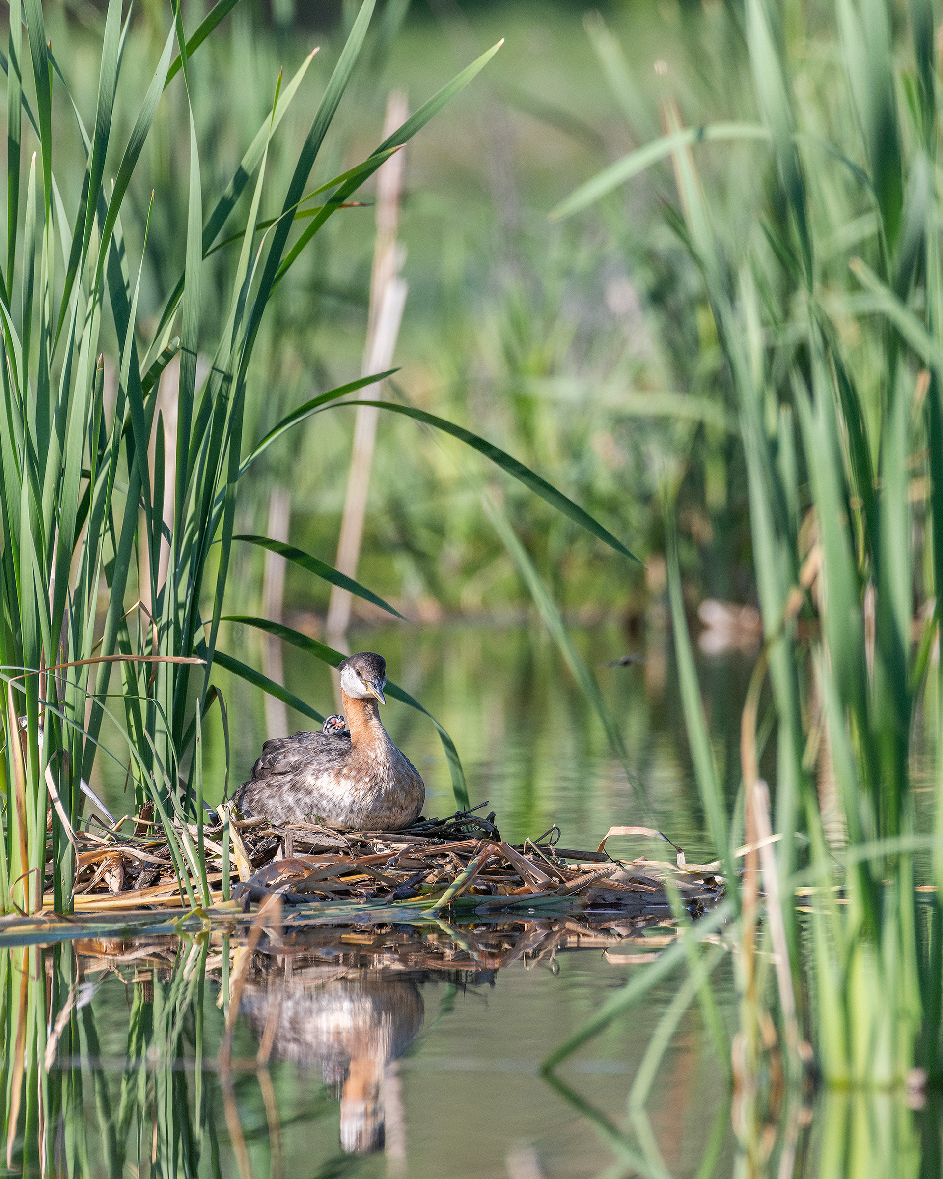 Red-necked Grebe (female) on her nest (one chick visible on her back), Marshall Springs - Fish Creek Prov. Park, Calgary, AB