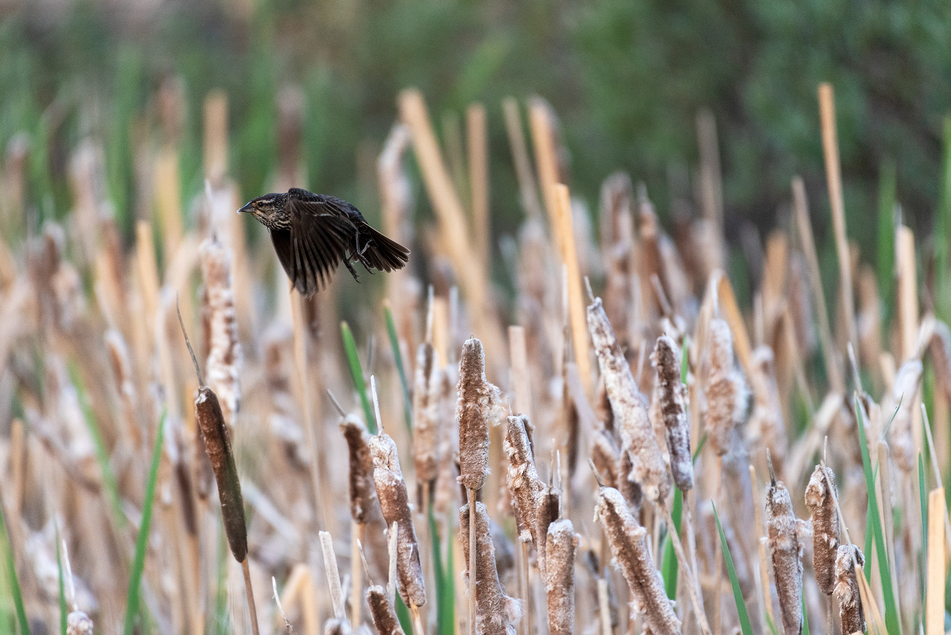 female red-winged blackbird, Marshall Springs, Fish Creek Provincial Park, Calgary, Alberta