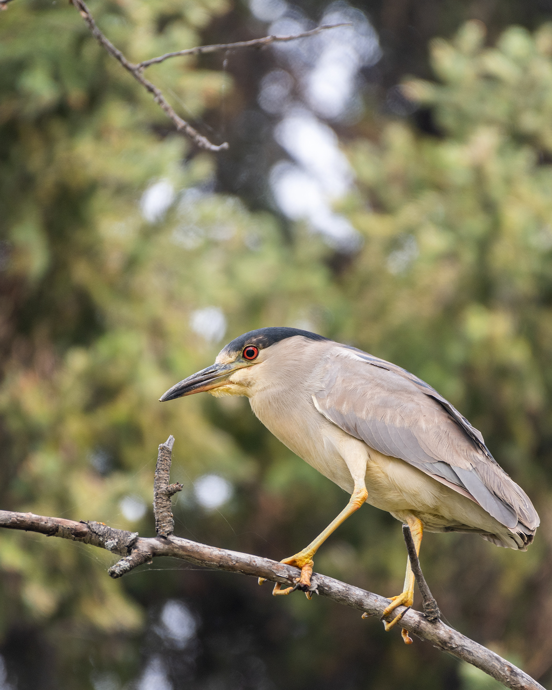 Black-crowned Night-Heron, Marshall Springs - Fish Creek Prov. Park, Calgary, AB