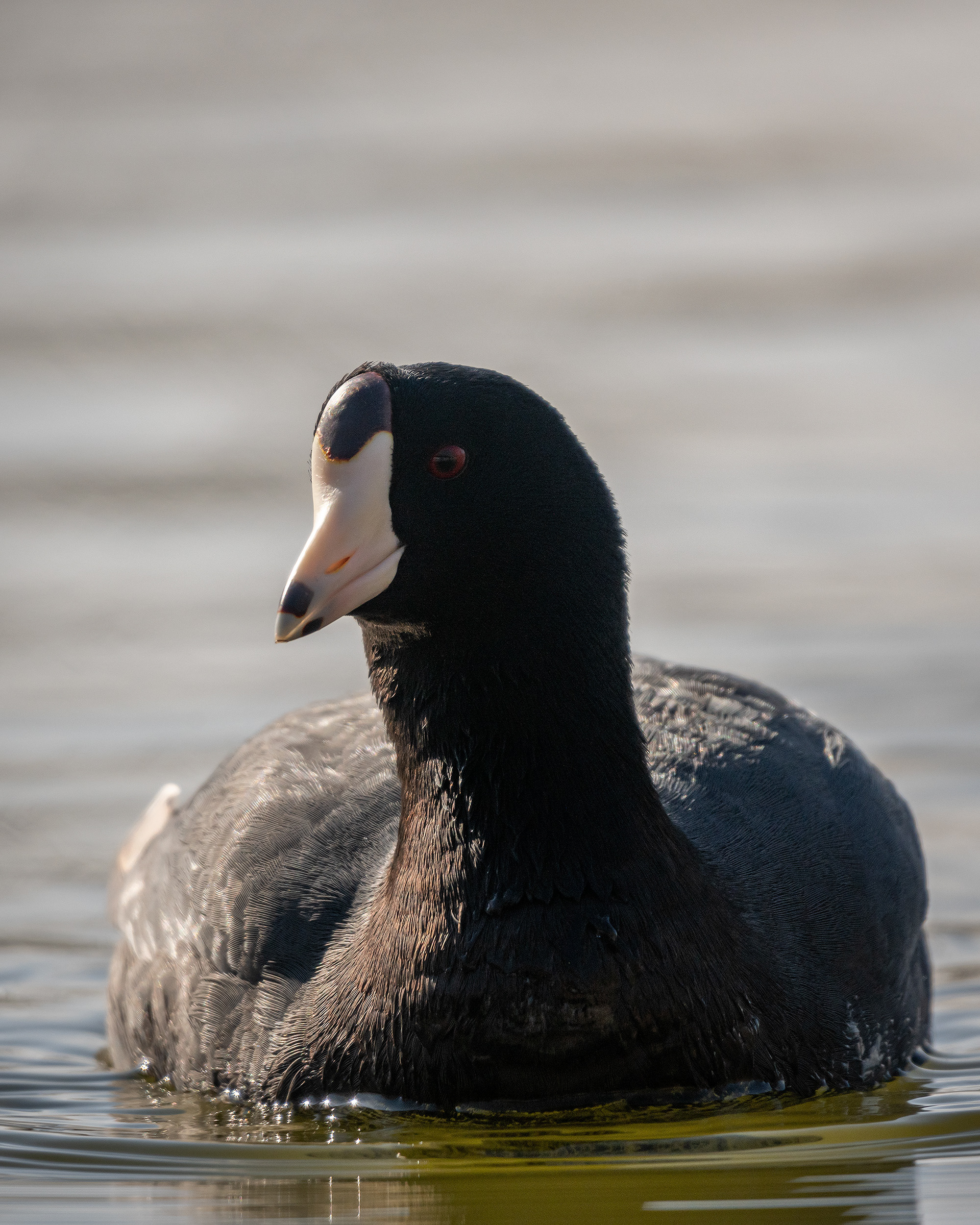 American Coot, Bridlewood Wetlands Park, Calgary, AB