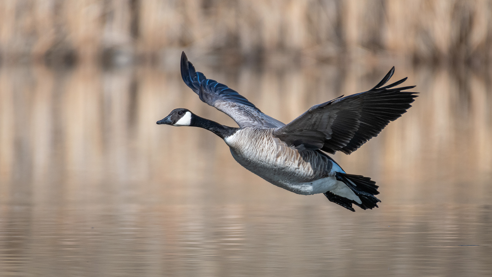 Canada Goose (in flight), Marshall Springs, Fish Creek Provincial Park, Calgary, AB