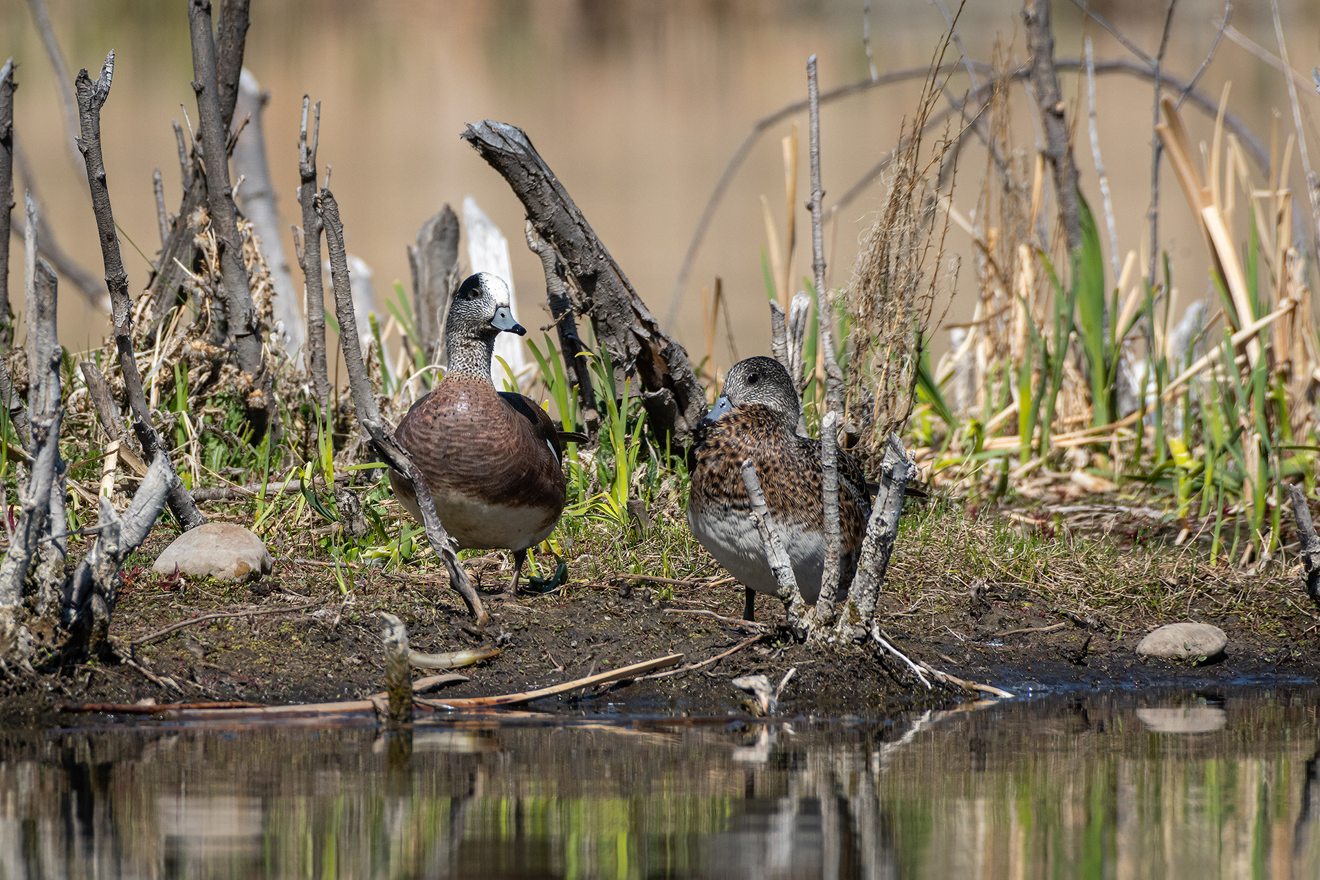 American Wigeon pair (male left, female right), Marshall Springs ponds, Fish Creek Provincial Park, Calgary, AB