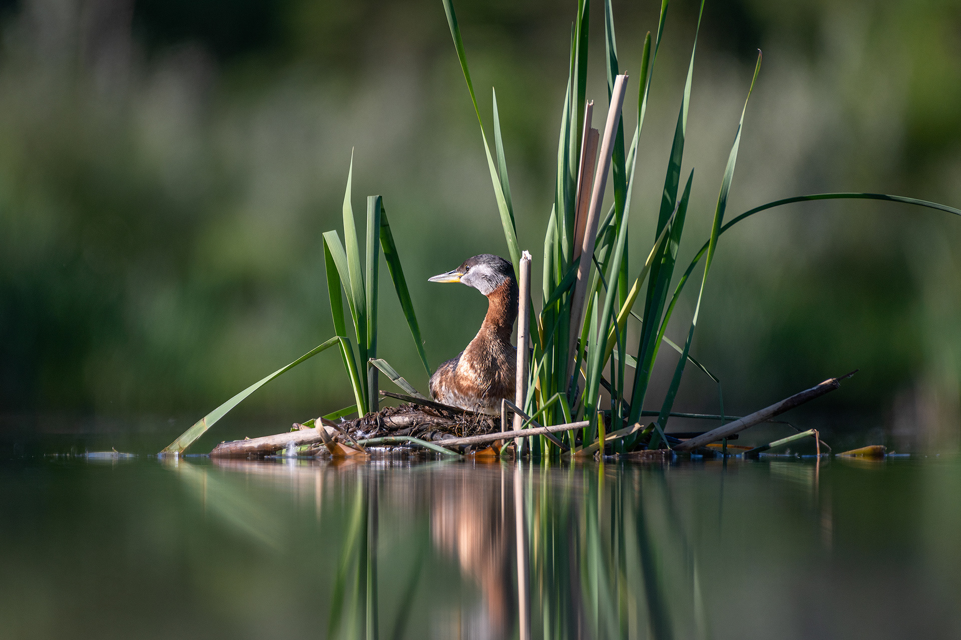 Red-necked Grebe, Marshall Springs ponds, Fish Creek Provincial Park, Calgary, AB