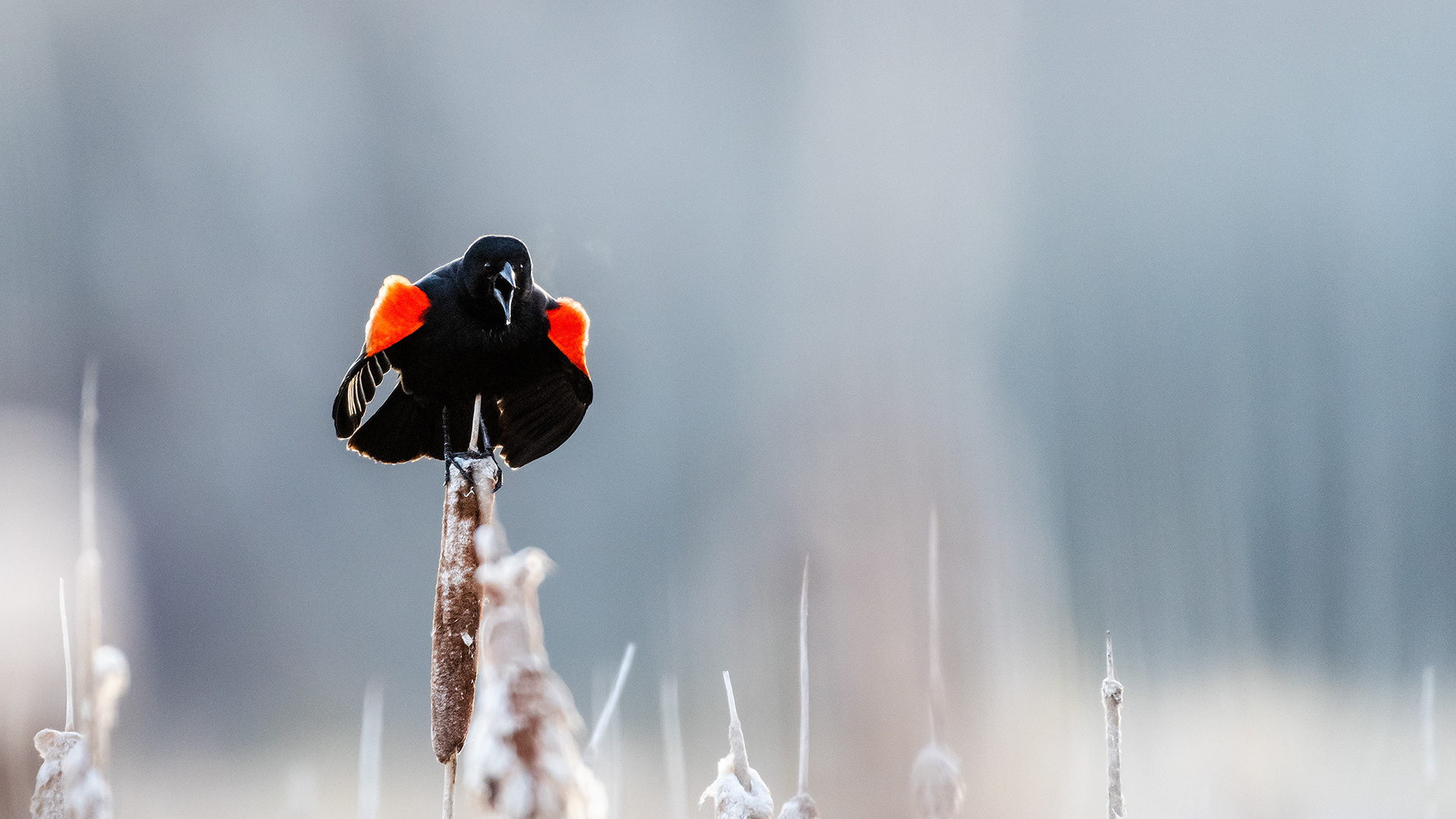 Red-winged Blackbird (male) at the Marshall Springs ponds on a cold frosty morning in Fish Creek Provincial Park