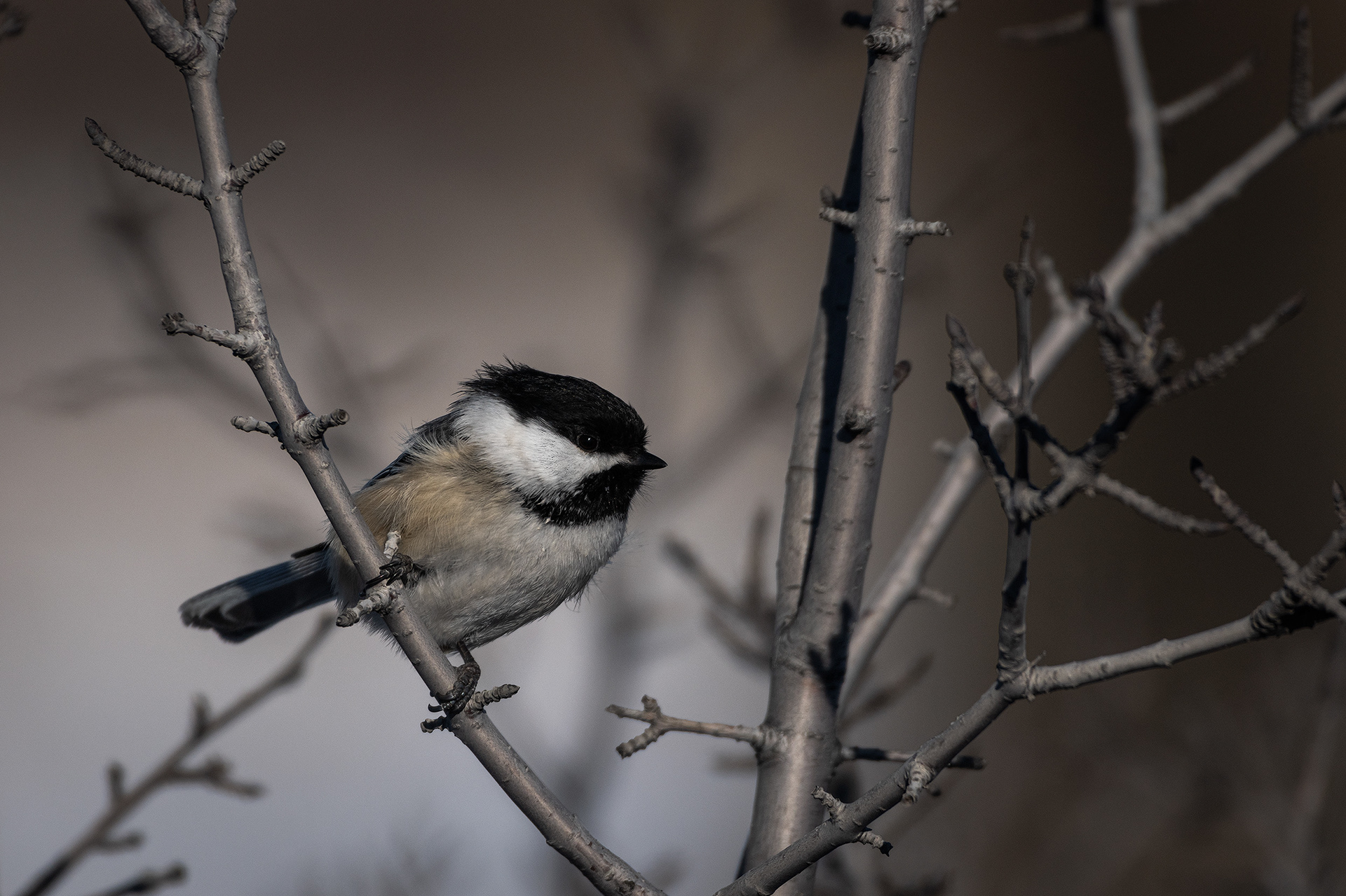 Black-capped Chickadee, Southview Off Leash Dog Park, Calgary, AB