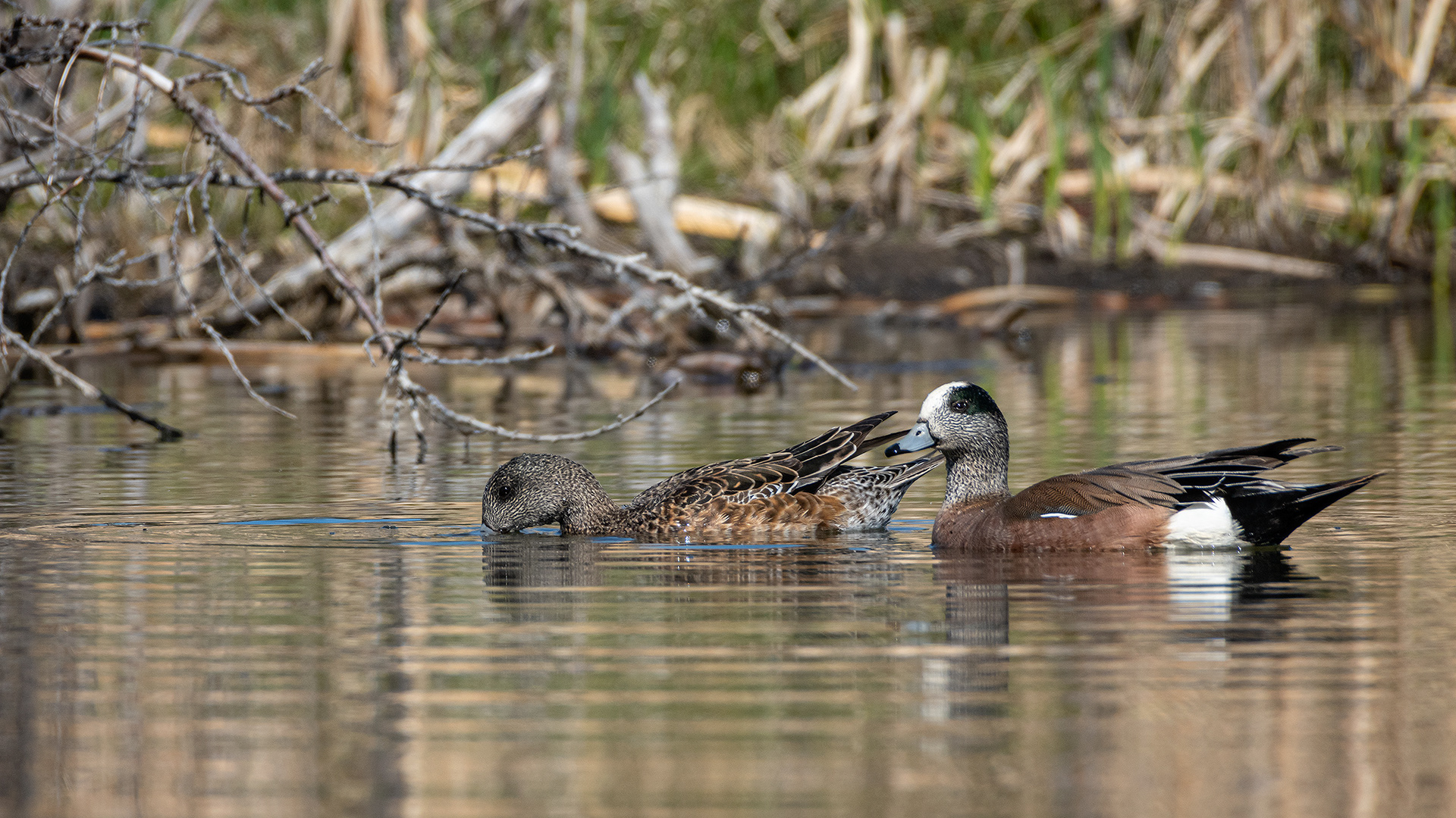 American Wigeon pair (female left, male right), Marshall Springs ponds, Fish Creek Provincial Park, Calgary, AB