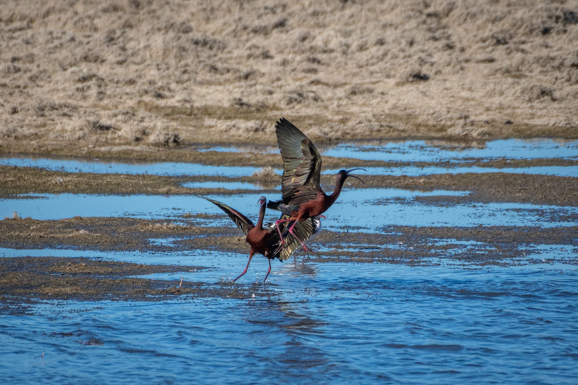 White-faced Ibises, Glenmore Reservoir, North Glenmore Park, Calgary, AB