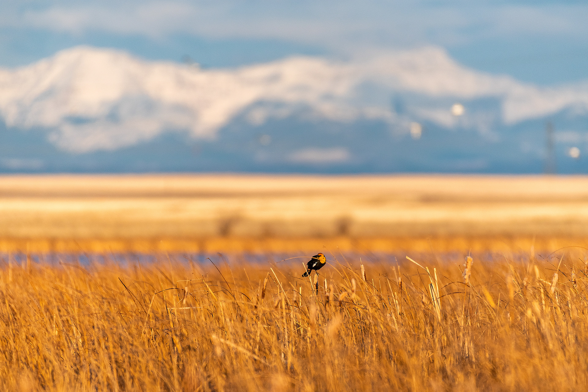 Yellow-headed Blackbird at Frank Lake, Alberta
