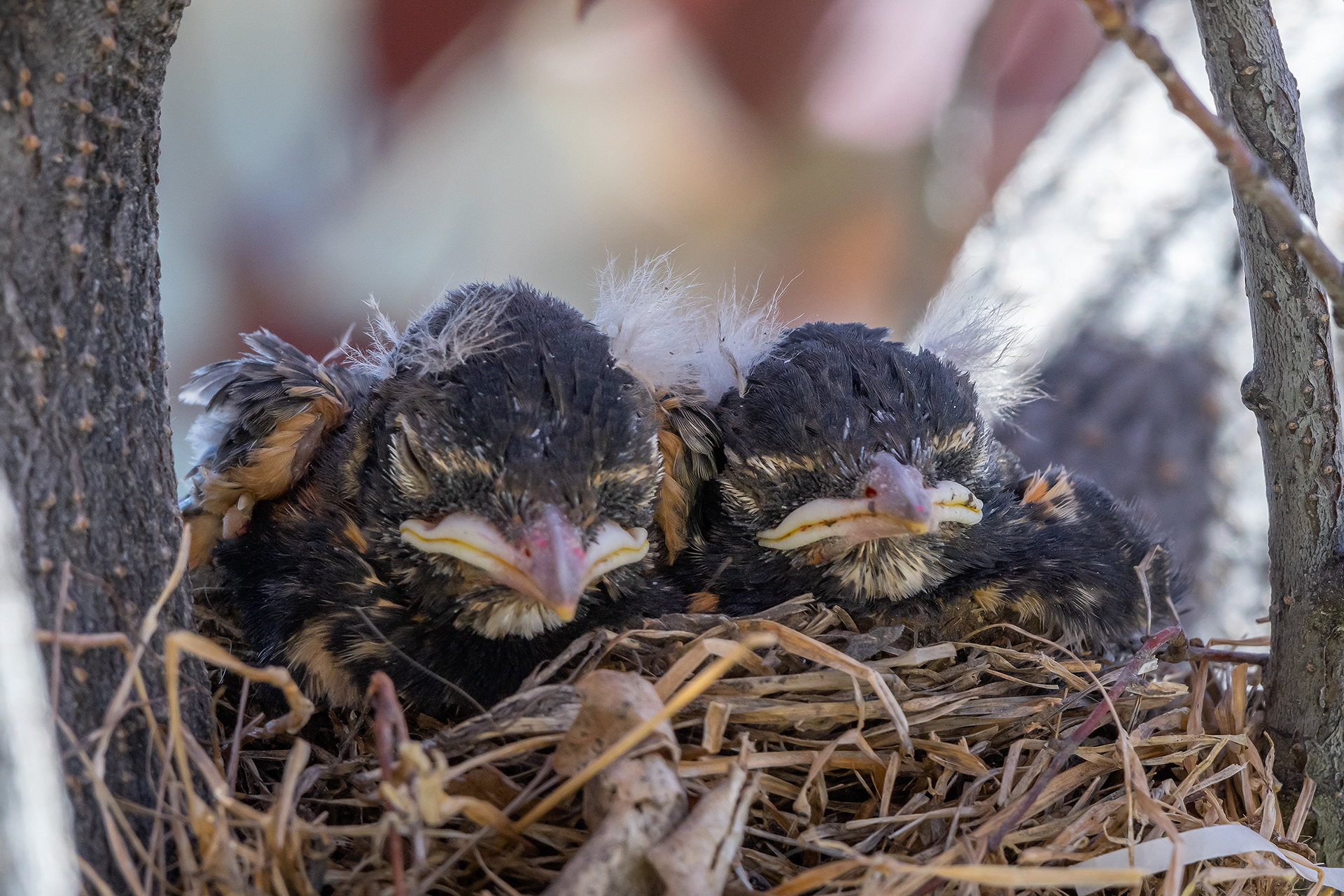 American Robin hatchlings, Bridlewood, Calgary, AB