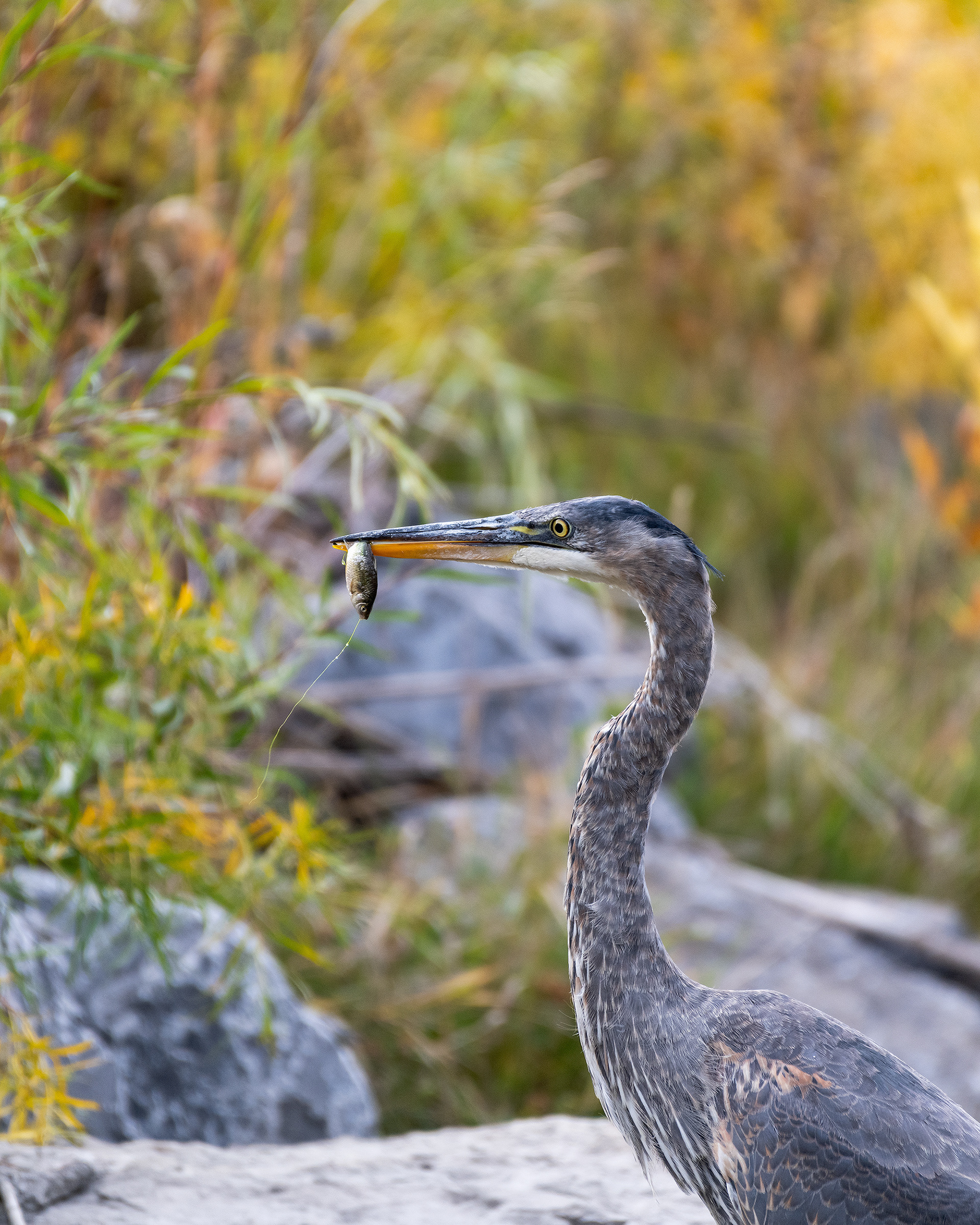 Great Blue Heron with a small fish, Marshall Springs - Fish Creek Prov. Park, Calgary, AB