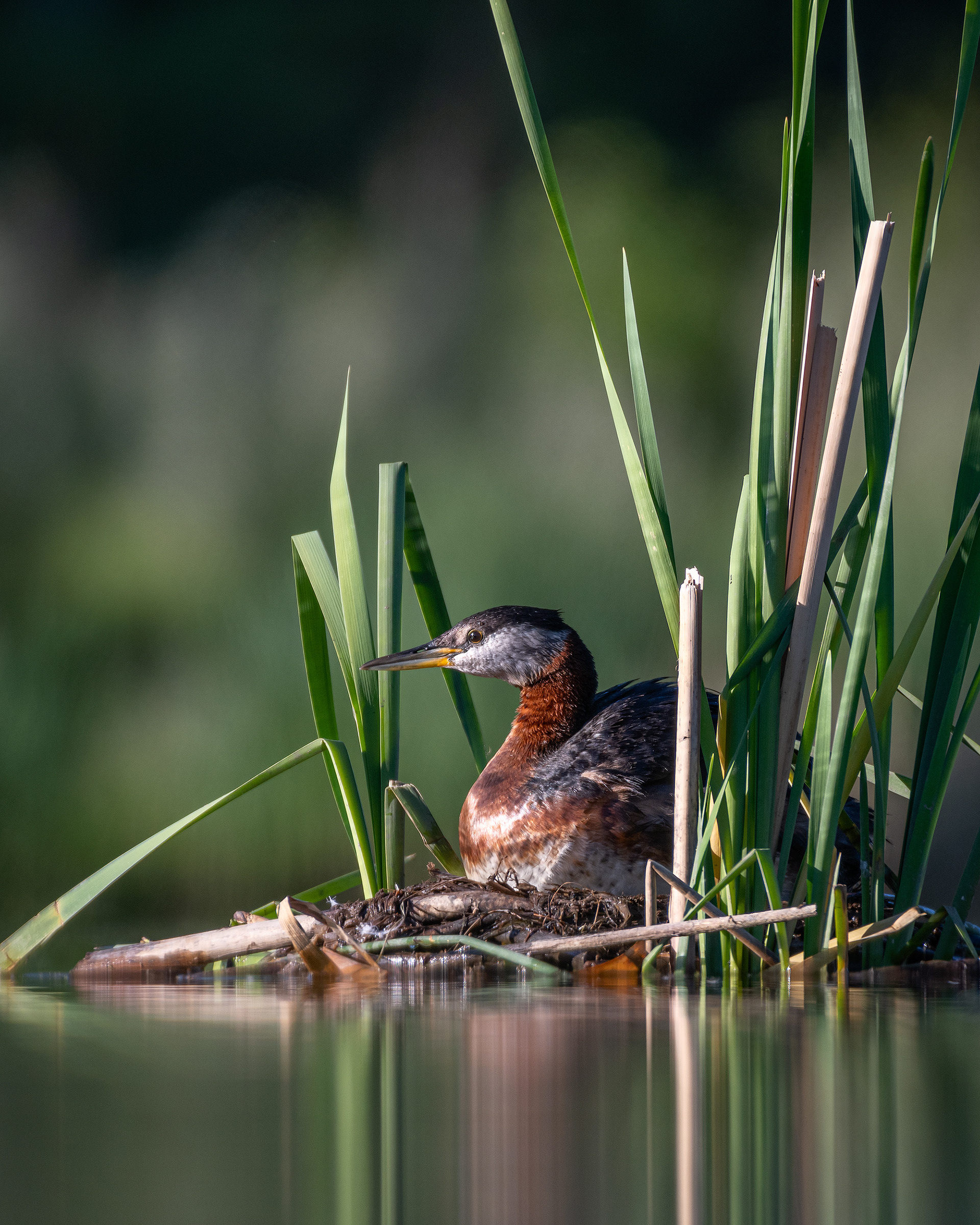 Red-necked Grebe, Marshall Springs ponds, Fish Creek Provincial Park, Calgary, AB