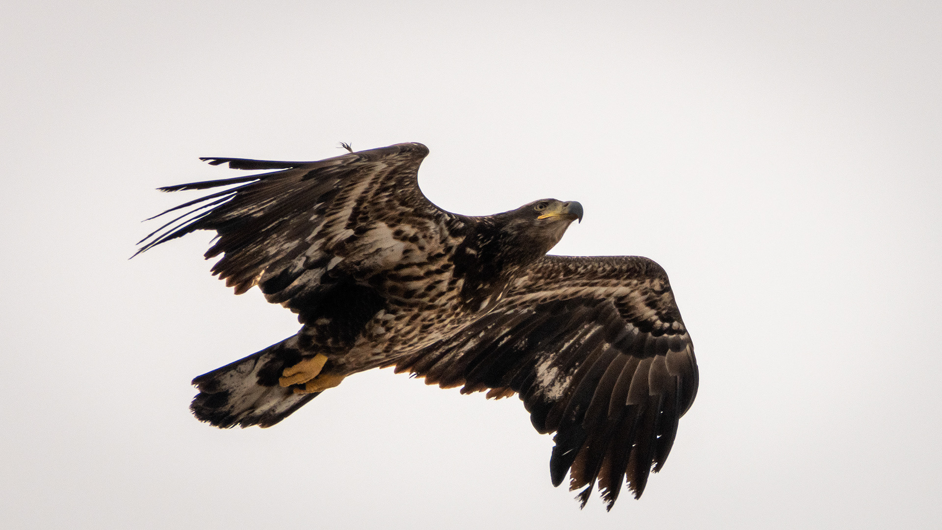 Bald Eagle (immature) in flight - Southview Off Leash Dog Park, Calgary, AB