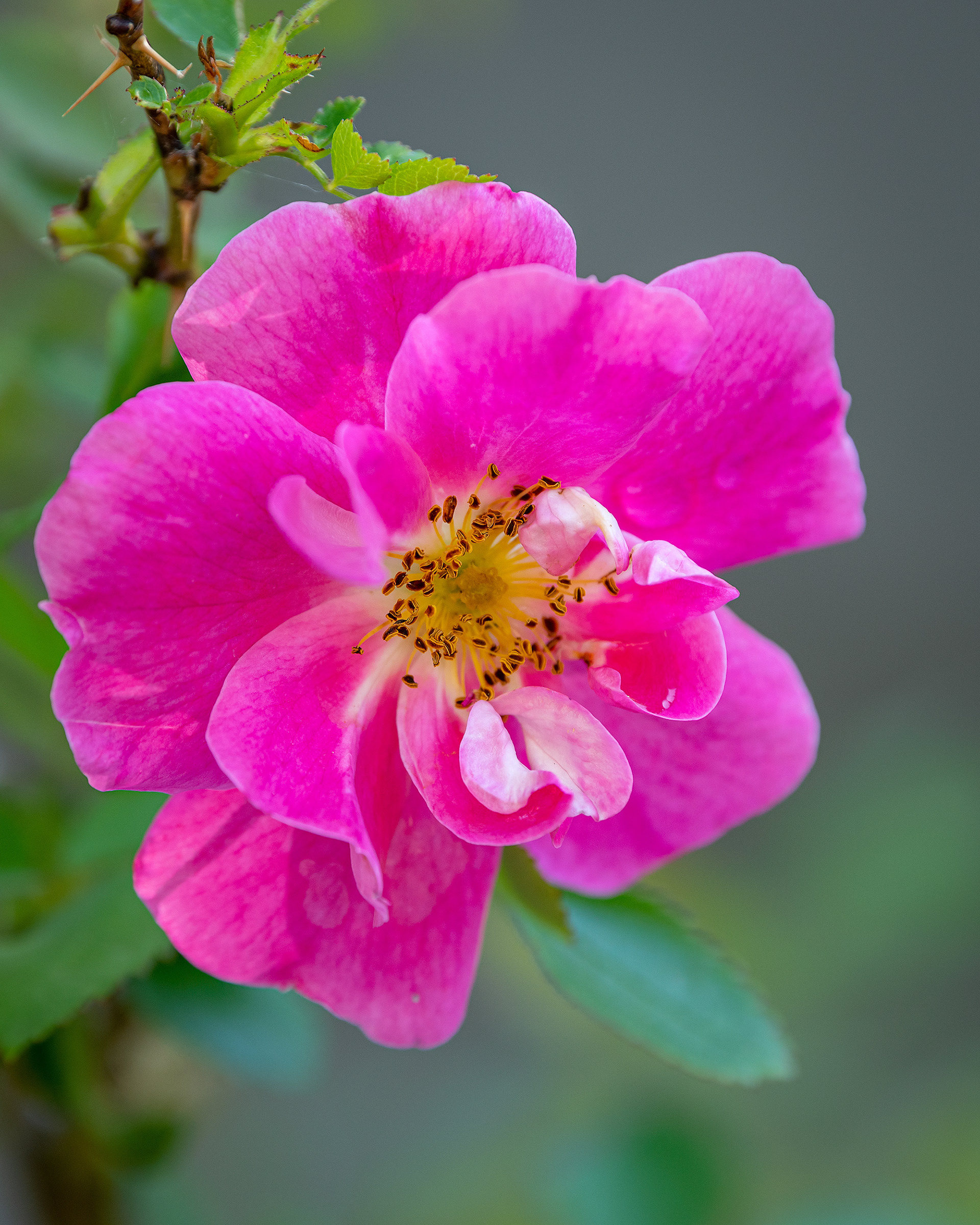 Flower, Bridlewood, Calgary, AB