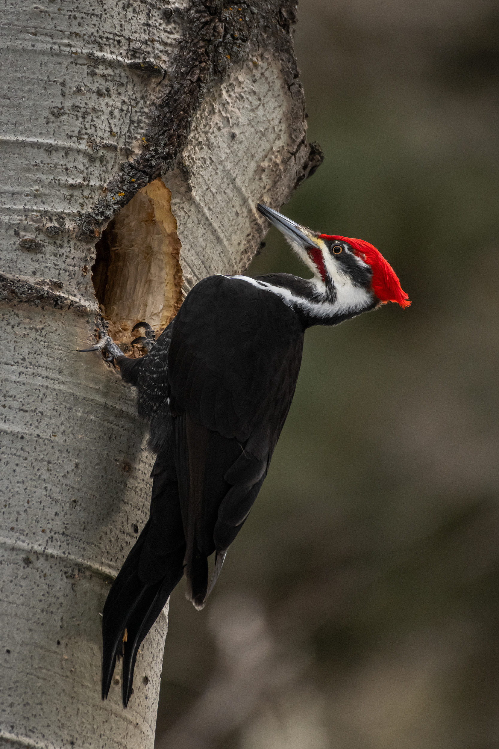 Pileated Woodpecker (male), near Marshall Springs, Fish Creek Provincial Park, Calgary, AB
