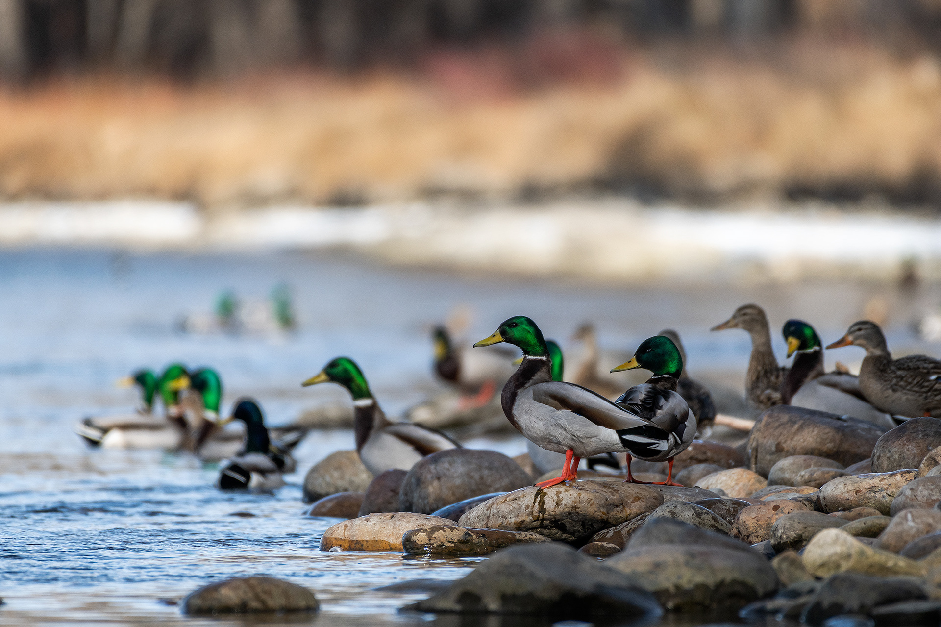 Mallards on the edge of the Bow River, just down stream from Carburn Park, Calgary, AB