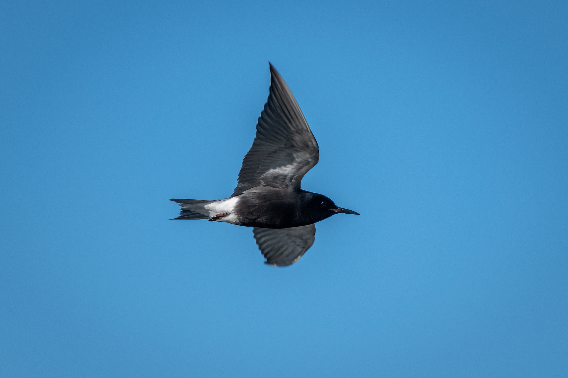Black Tern (in flight), Marshall Springs ponds, Fish Creek Provincial Park, Calgary, AB