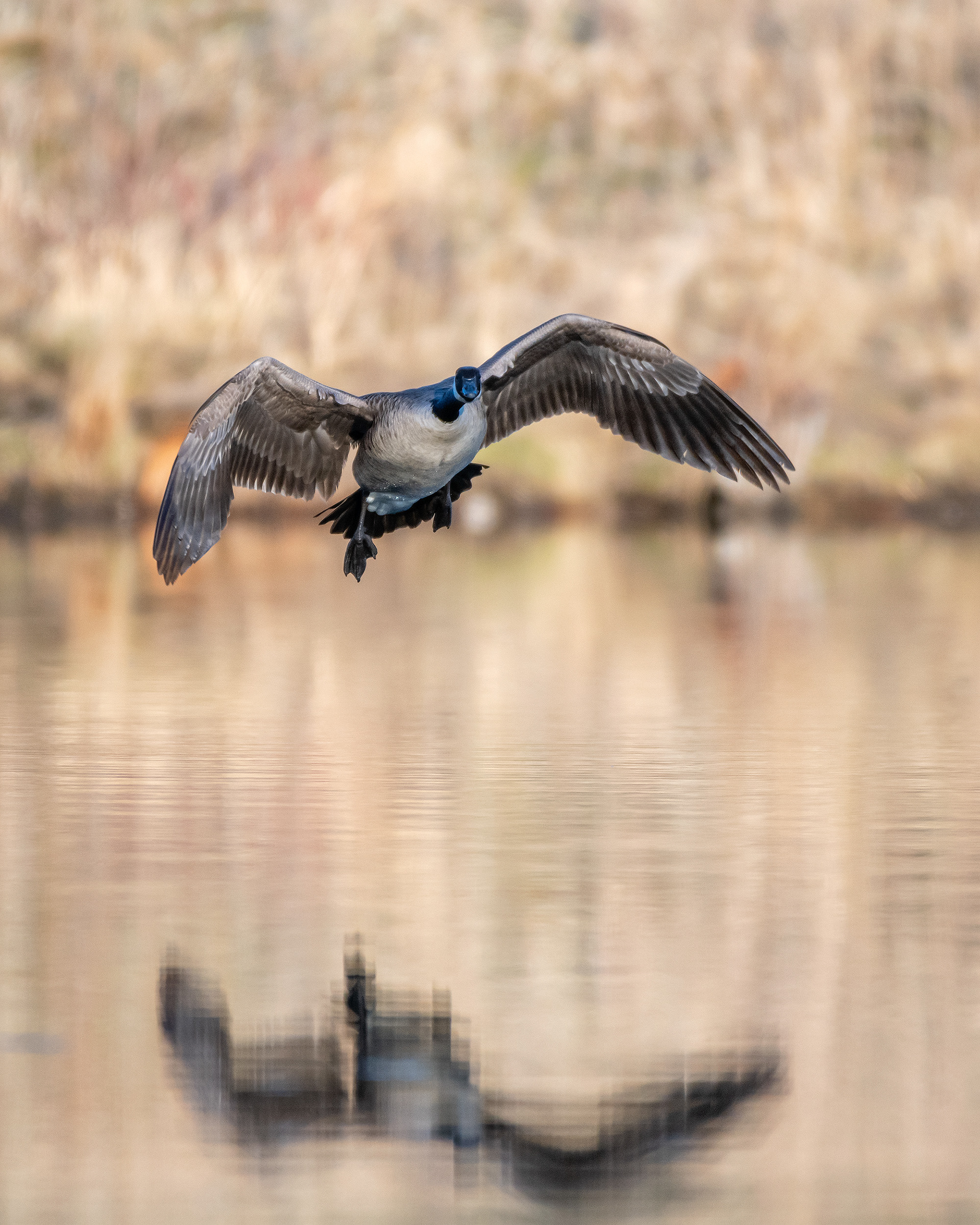 Canada Goose (in flight), Marshall Springs, Fish Creek Provincial Park, Calgary, AB