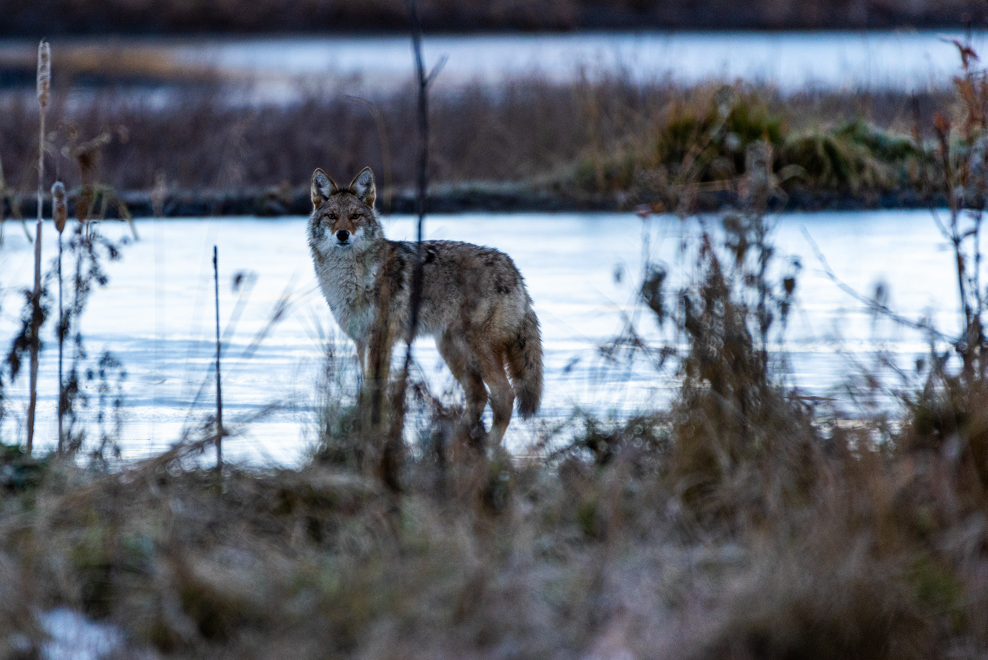 Coyote at the Marshall Springs ponds in Fish Creek Provincial Park