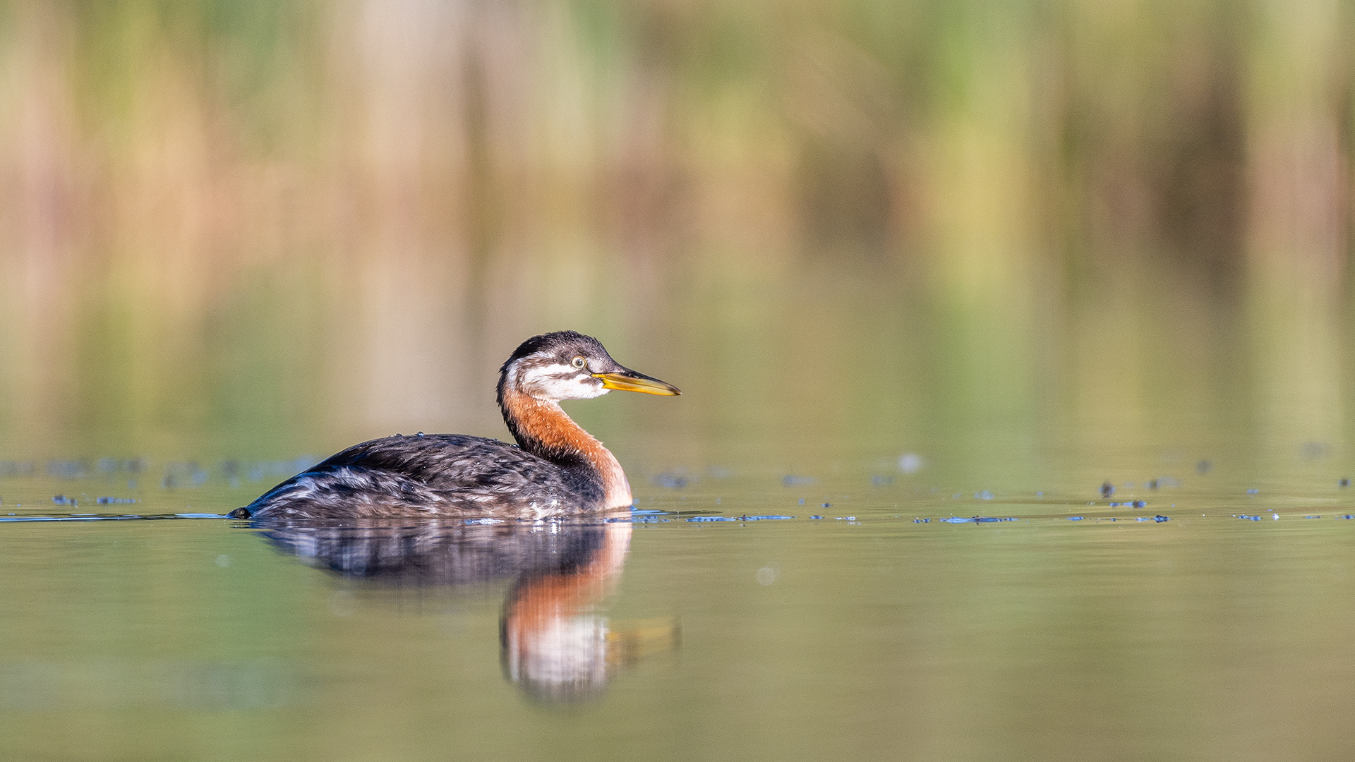 Red-necked Grebe (immature), Marshall Springs - Fish Creek Prov. Park, Calgary, AB