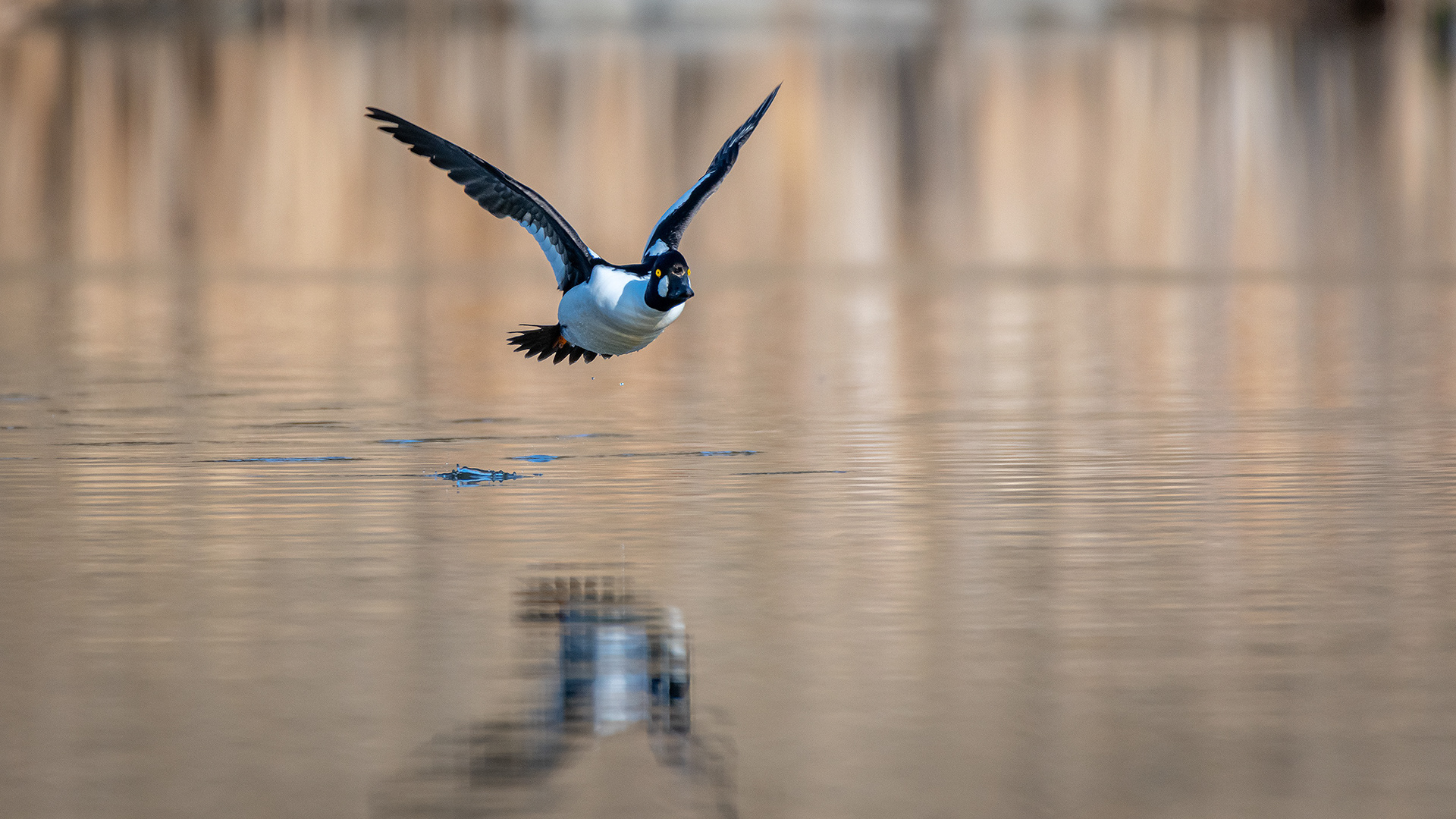 Common Goldeneye (male) in flight, Marshall Springs, Fish Creek Provincial Park, Calgary, AB