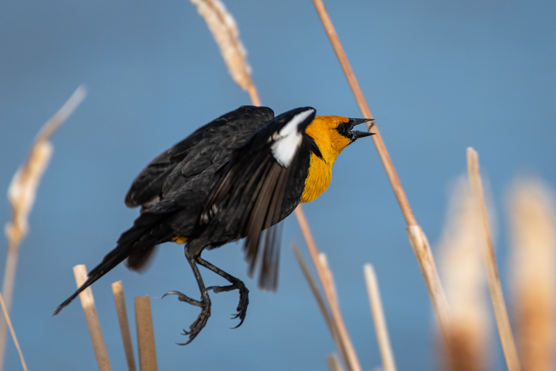 Yellow-headed Blackbird (male) in flight, Bridlewood Wetlands Park, Calgary, AB