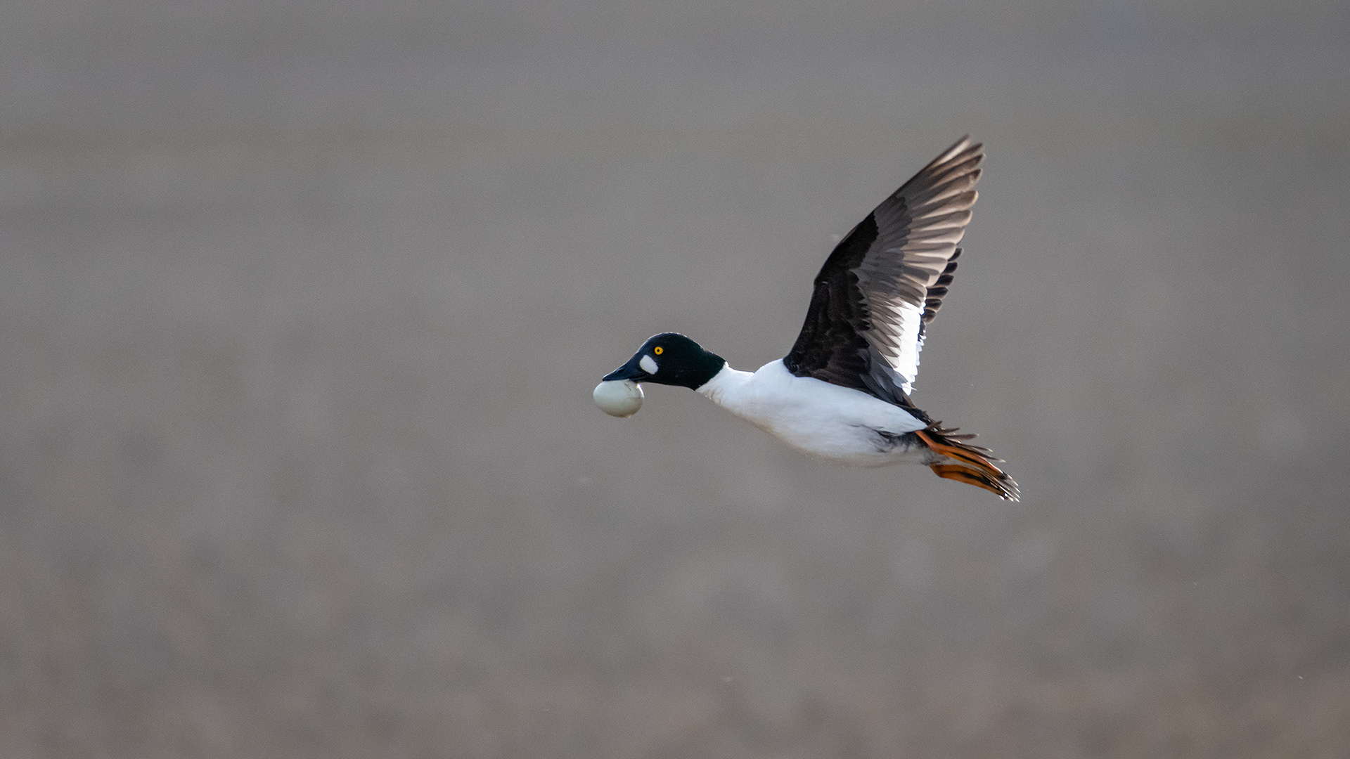 Common Goldeneye (male) in flight, Glenmore Reservoir, North Glenmore Park, Calgary, AB