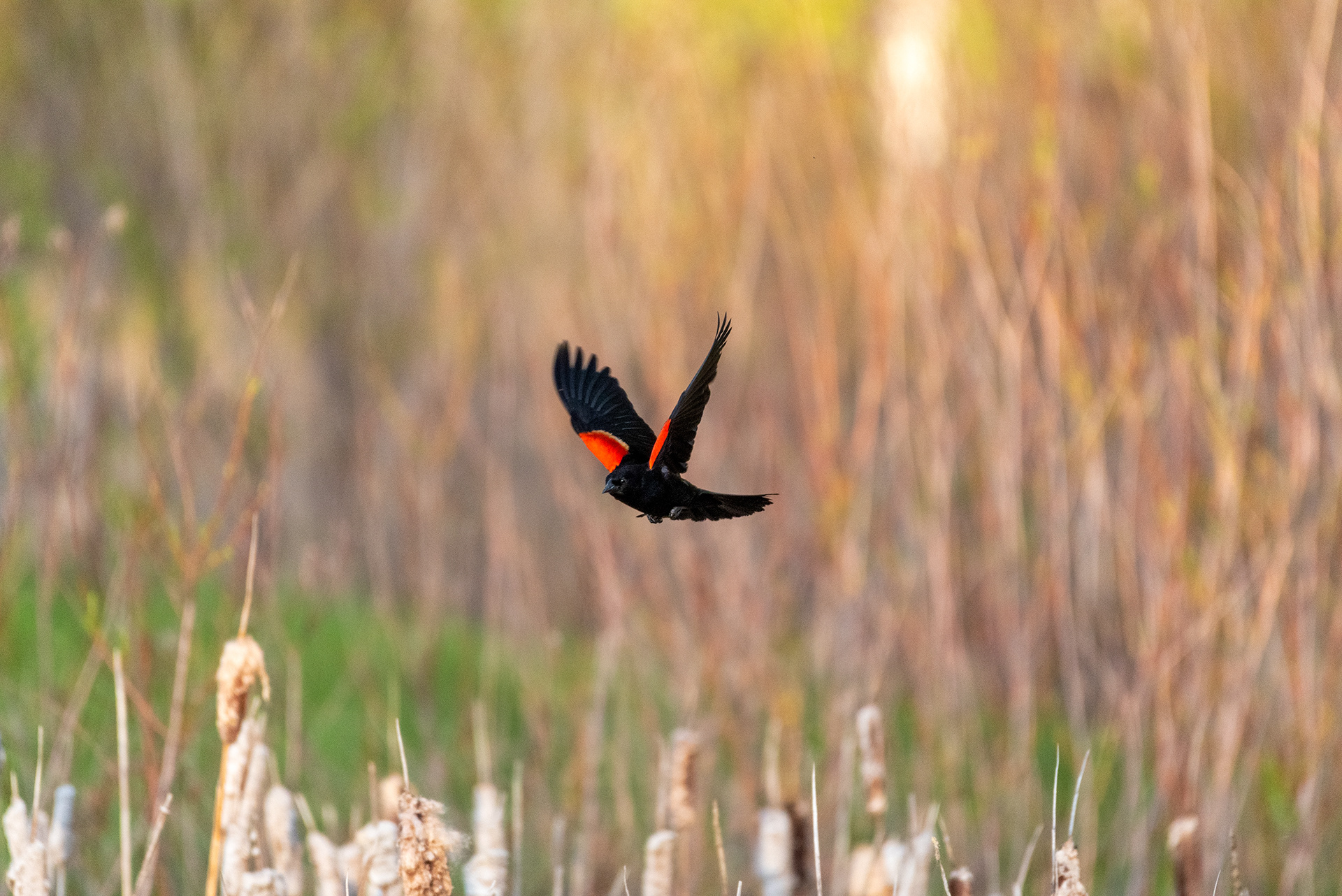 Red-winged Blackbird, Marshall Springs, Fish Creek Provincial Park, Calgary, Alberta