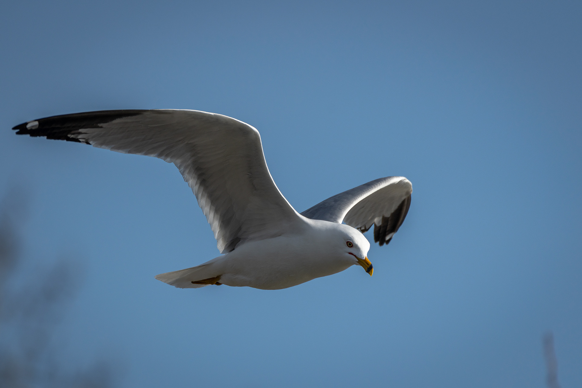 Ring-billed Gull (in flight), near the Harvie Passage of the Bow River, Pearce Estate Park, Calgary, AB