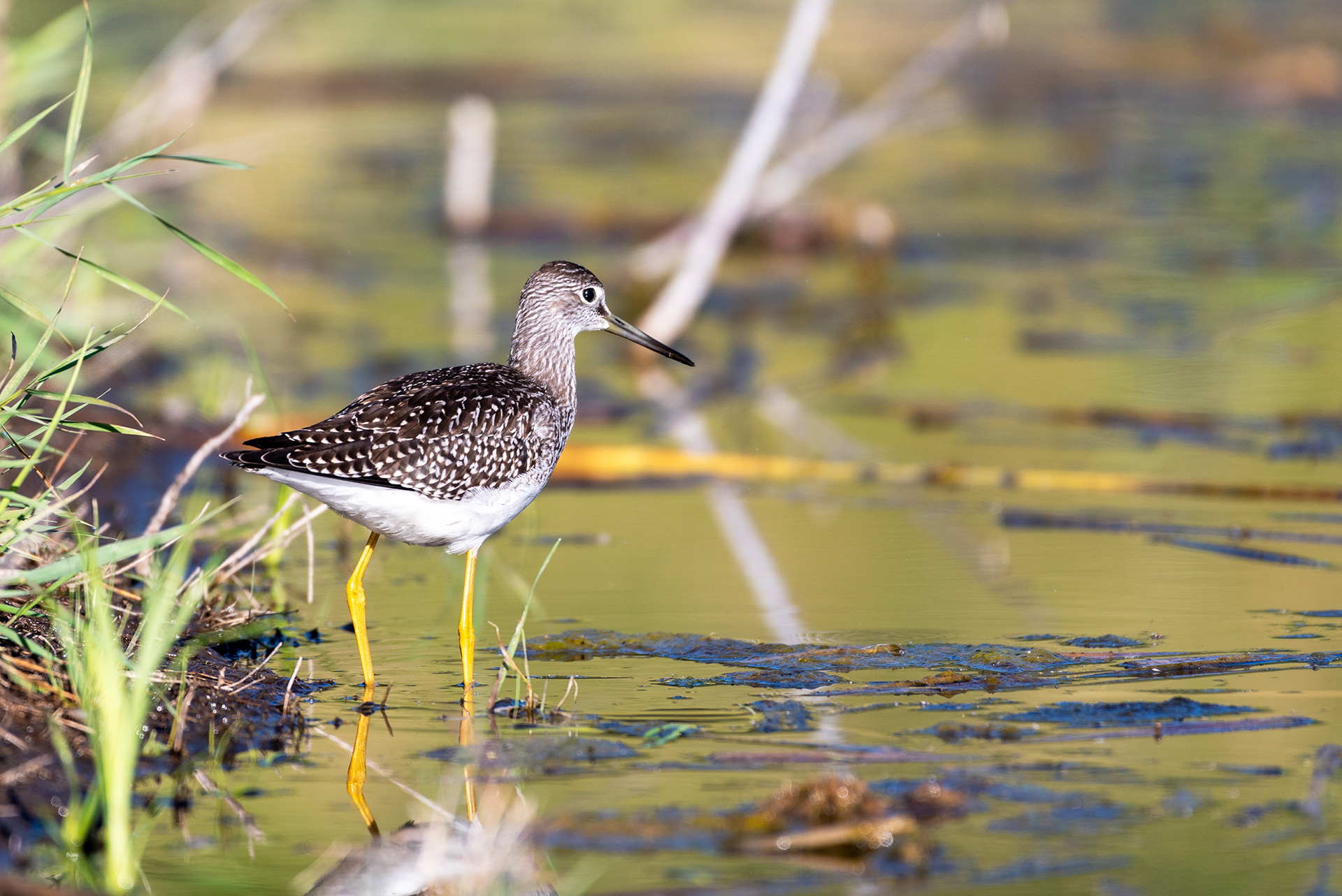 Greater Yellowlegs in shallow water