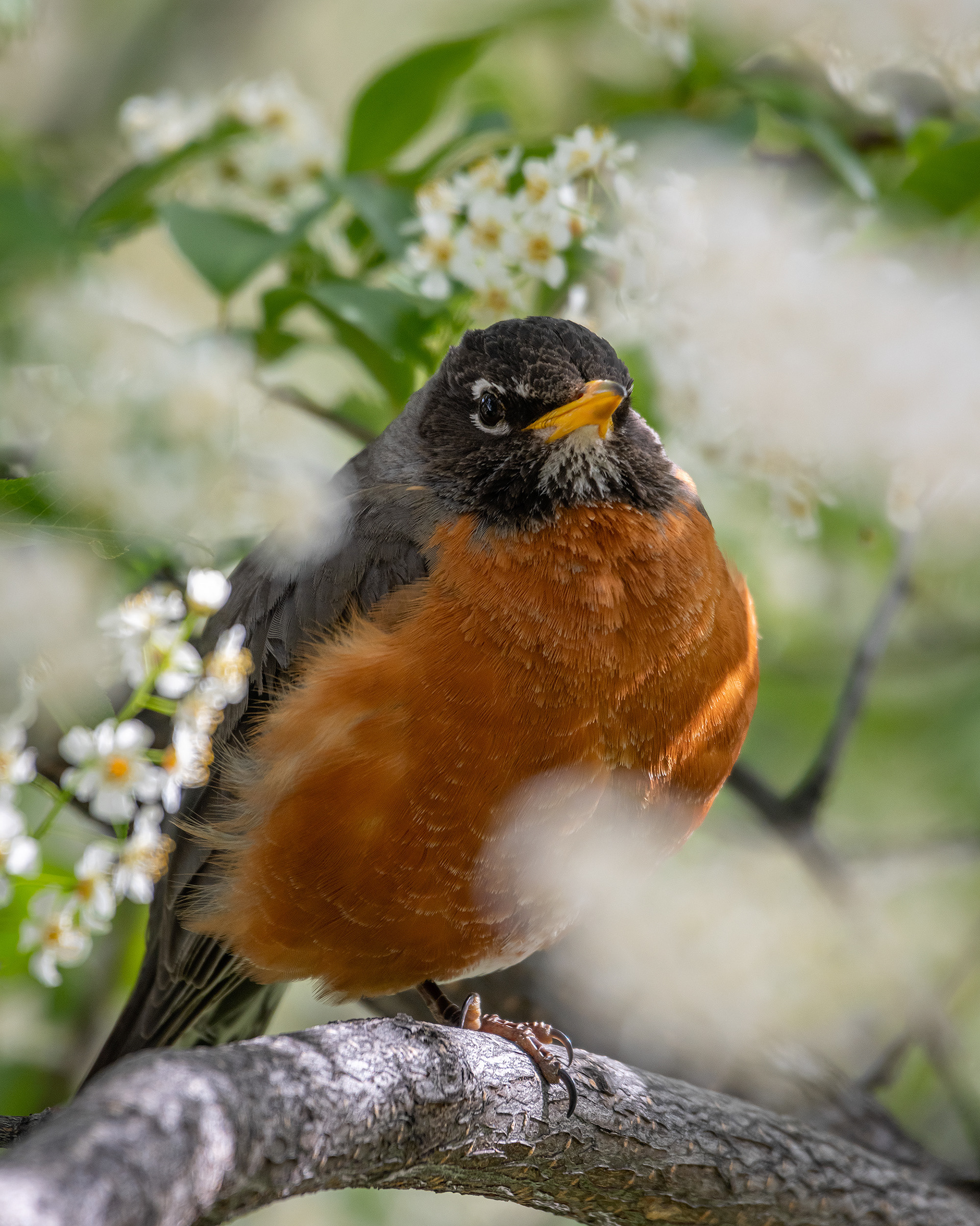 American Robin (male), Bridlewood, Calgary, AB