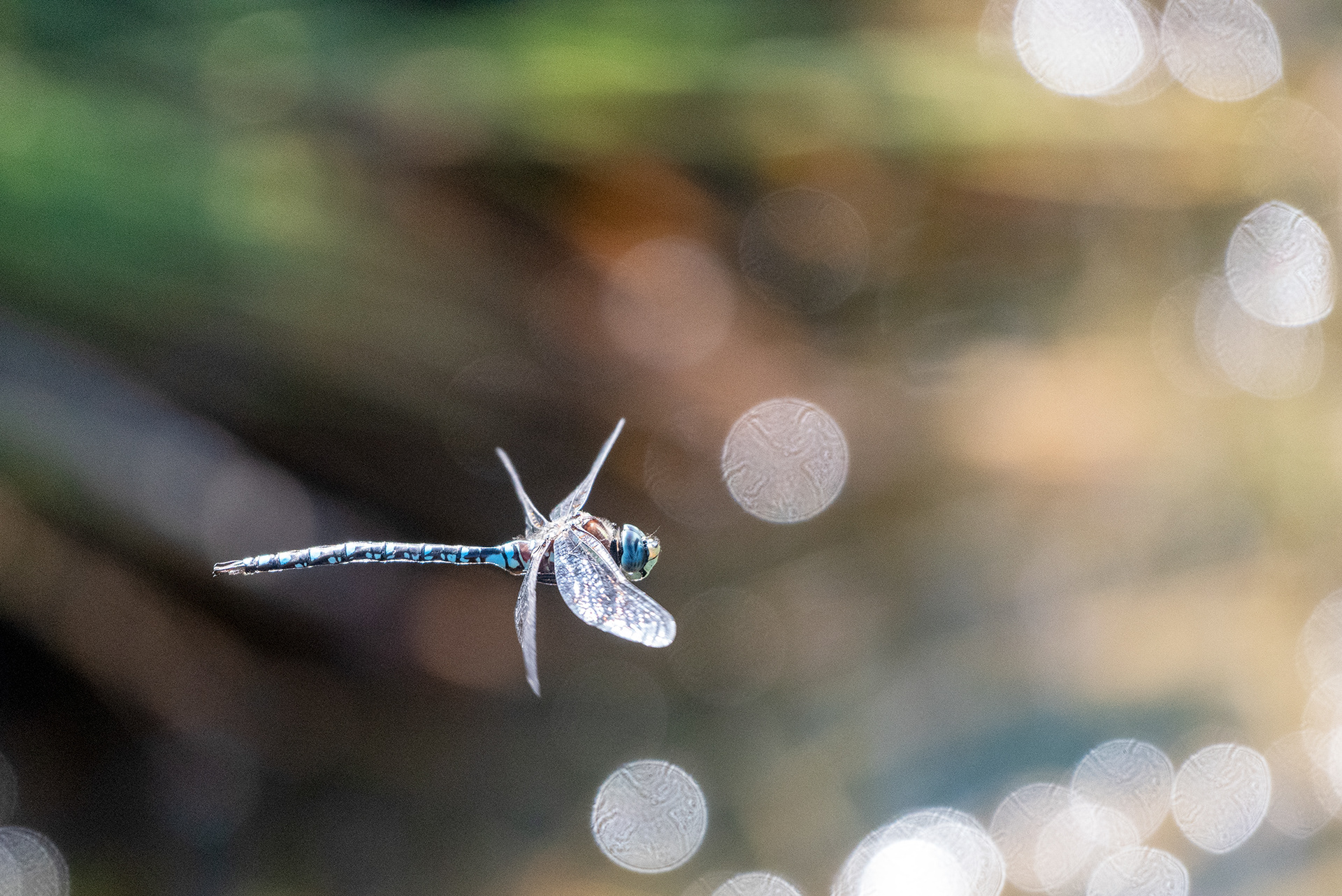Dragonfly