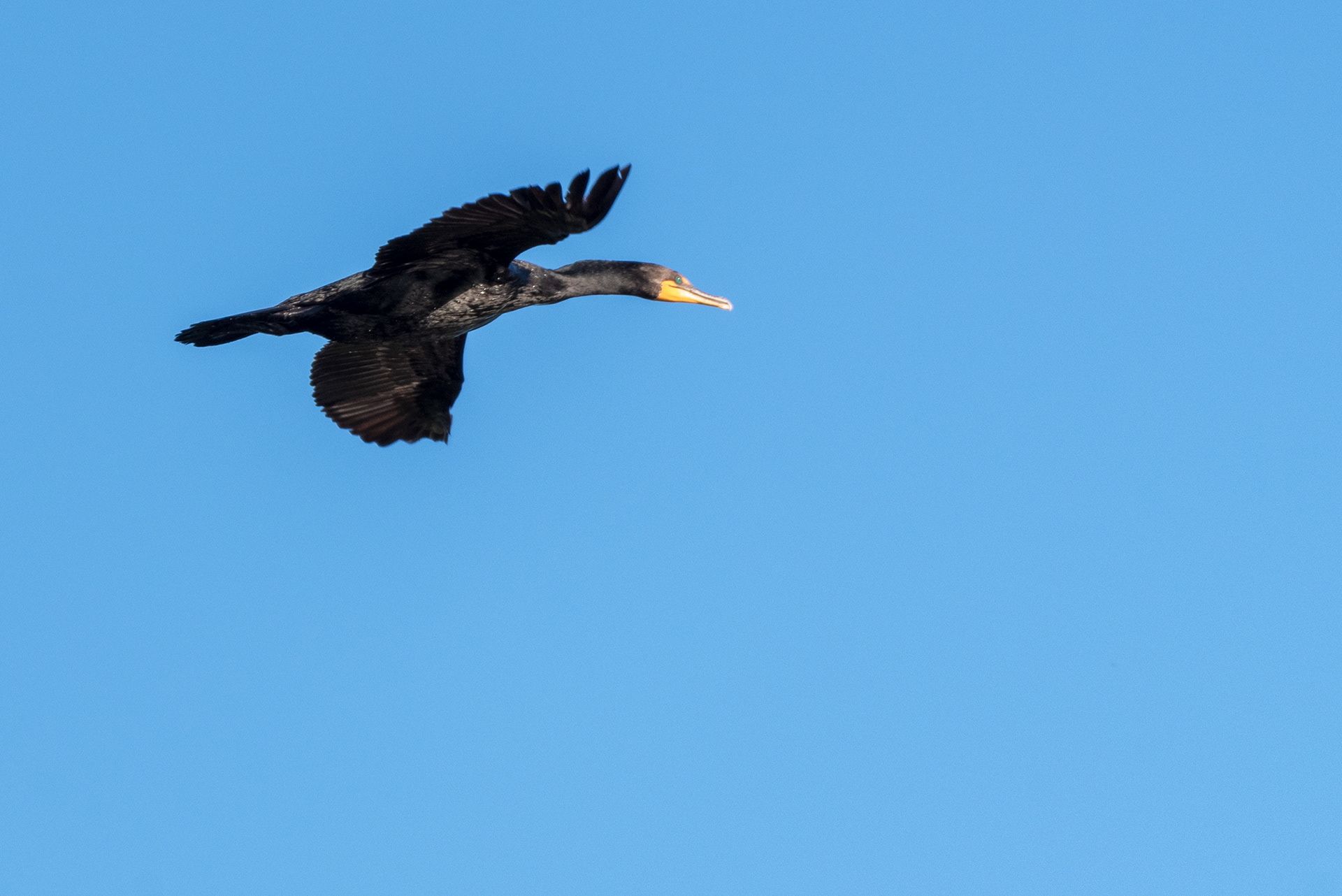 Double-crested Cormorant in flight