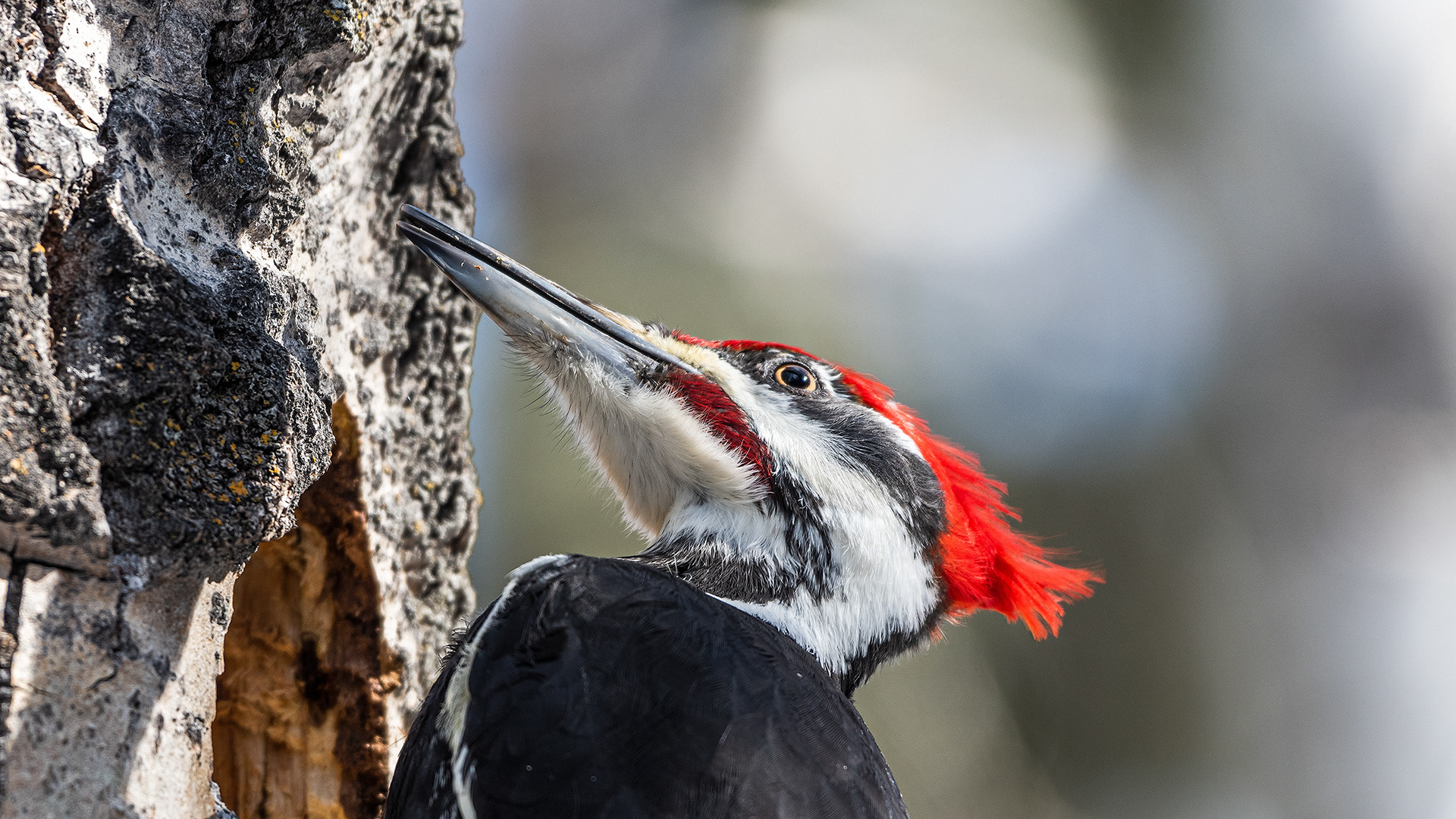 Pileated Woodpecker (male) near Marshall Springs in Fish Creek Provincial Park